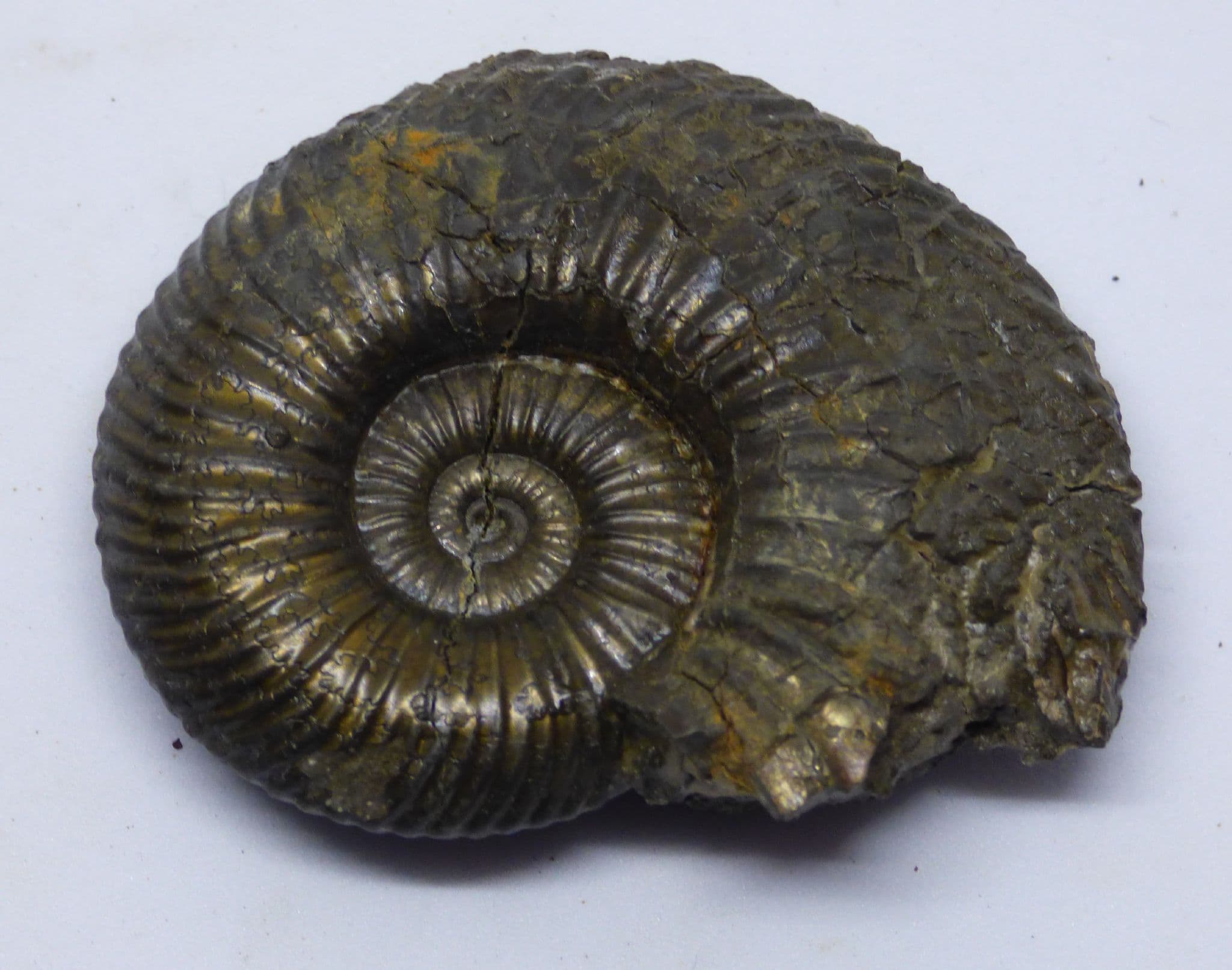 Pyritized  Jurassic Fossil Ammonite  Kosmoceras