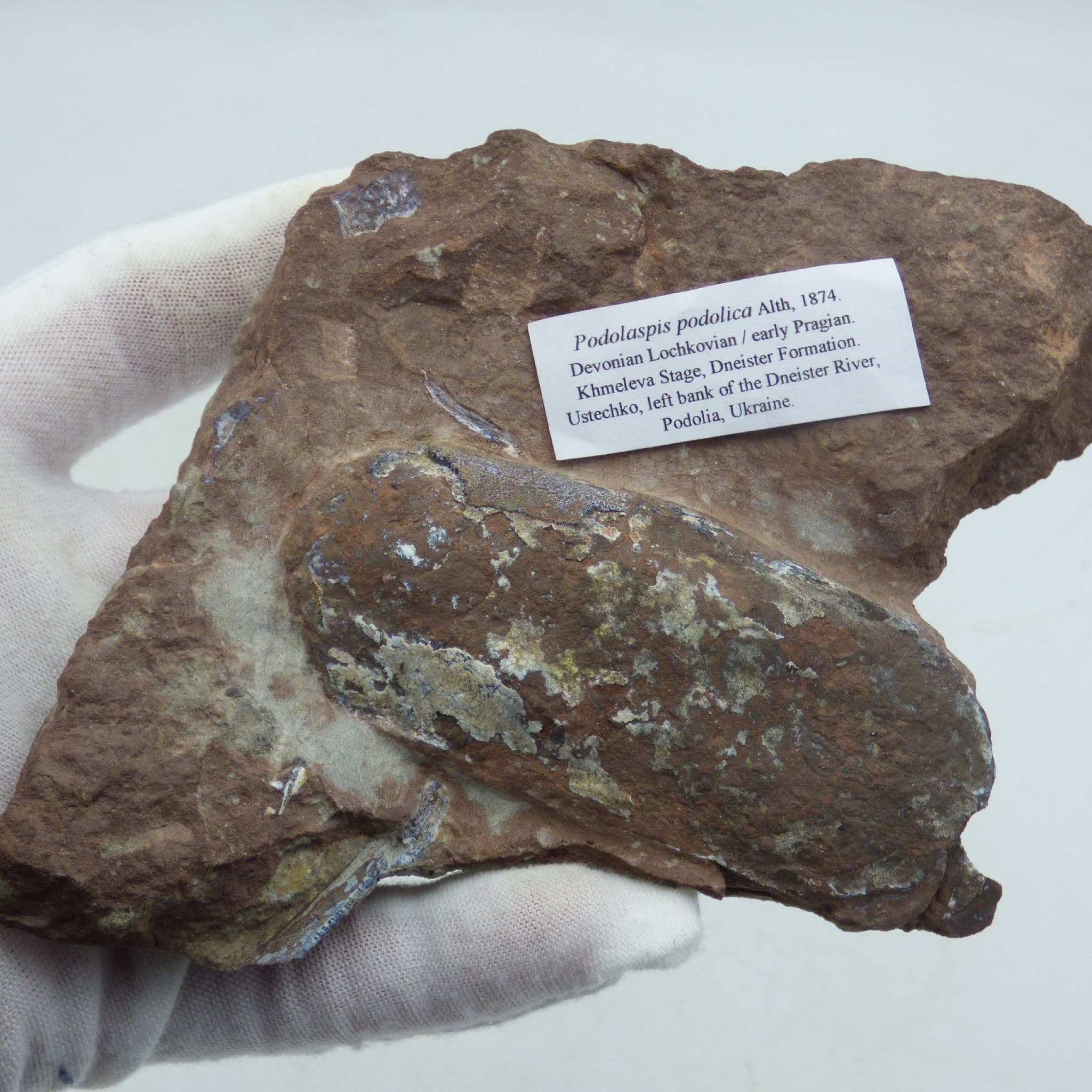 Rare Devonian Fish Remains Podolaspis Podolica Ukraine