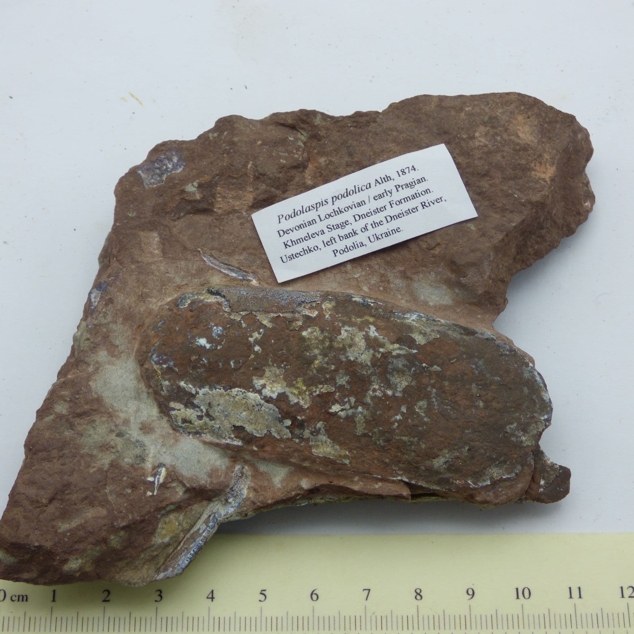 Rare Devonian Fish Remains Podolaspis Podolica Ukraine