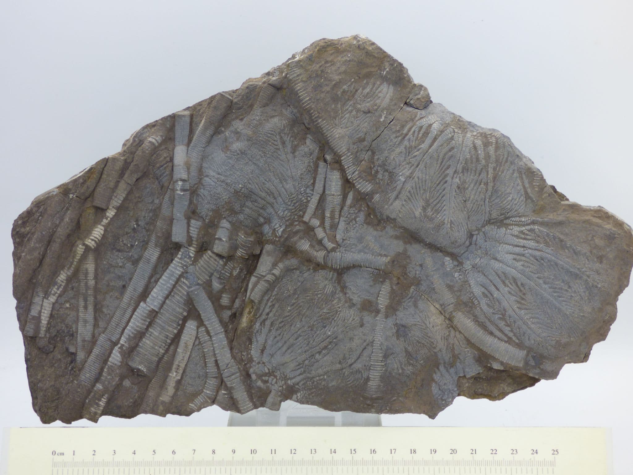 Rare  Fossil Crinoid ; Traumatocrinus Hsuixi China