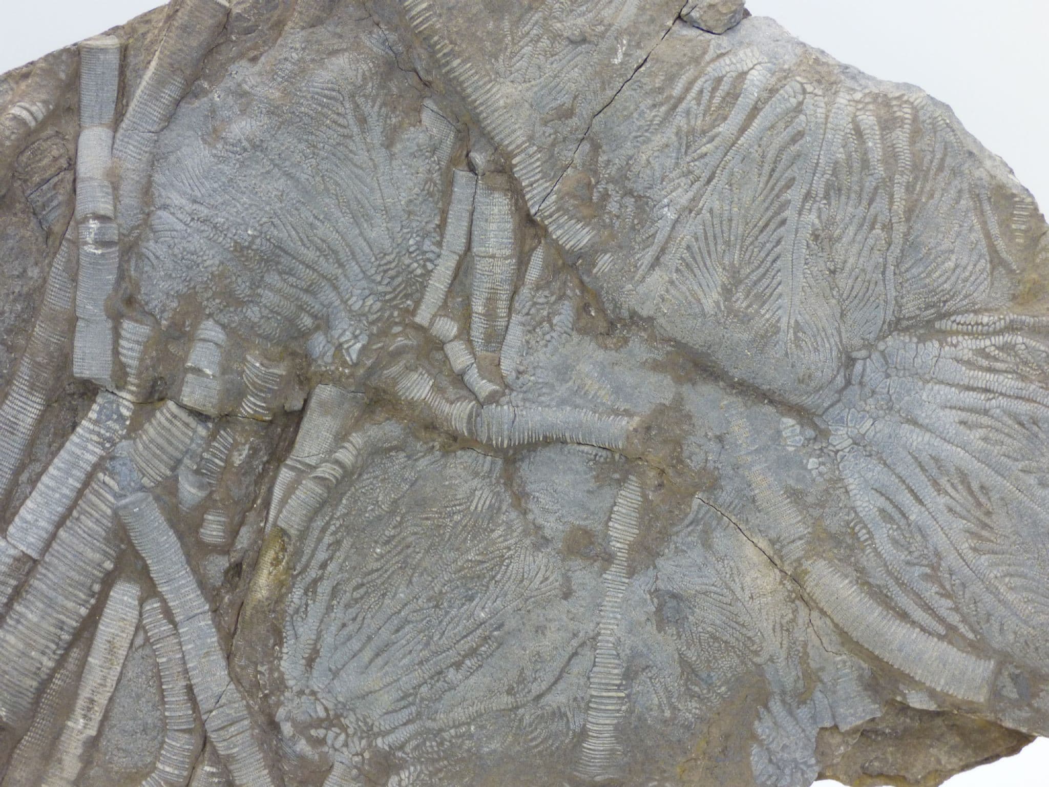 Rare  Fossil Crinoid ; Traumatocrinus Hsuixi China