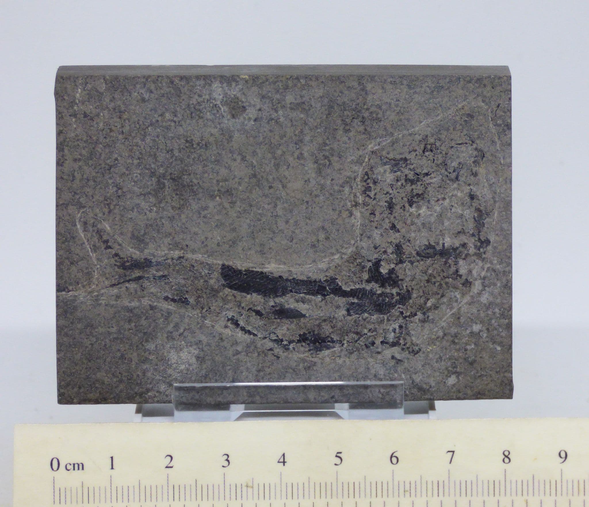 Rare Fossil Fish Palaeoniscus Permain from Durham