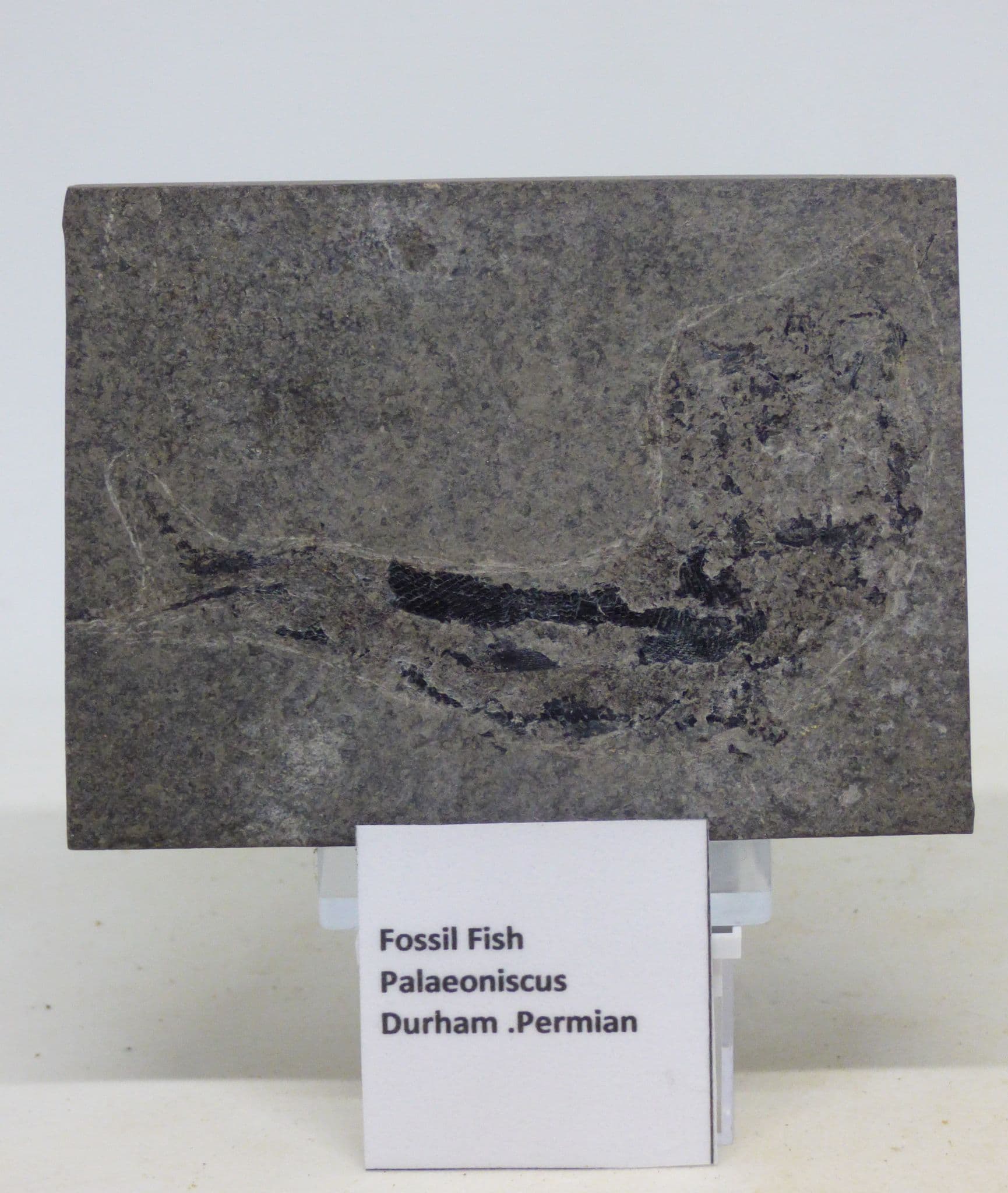 Rare Fossil Fish Palaeoniscus Permain from Durham