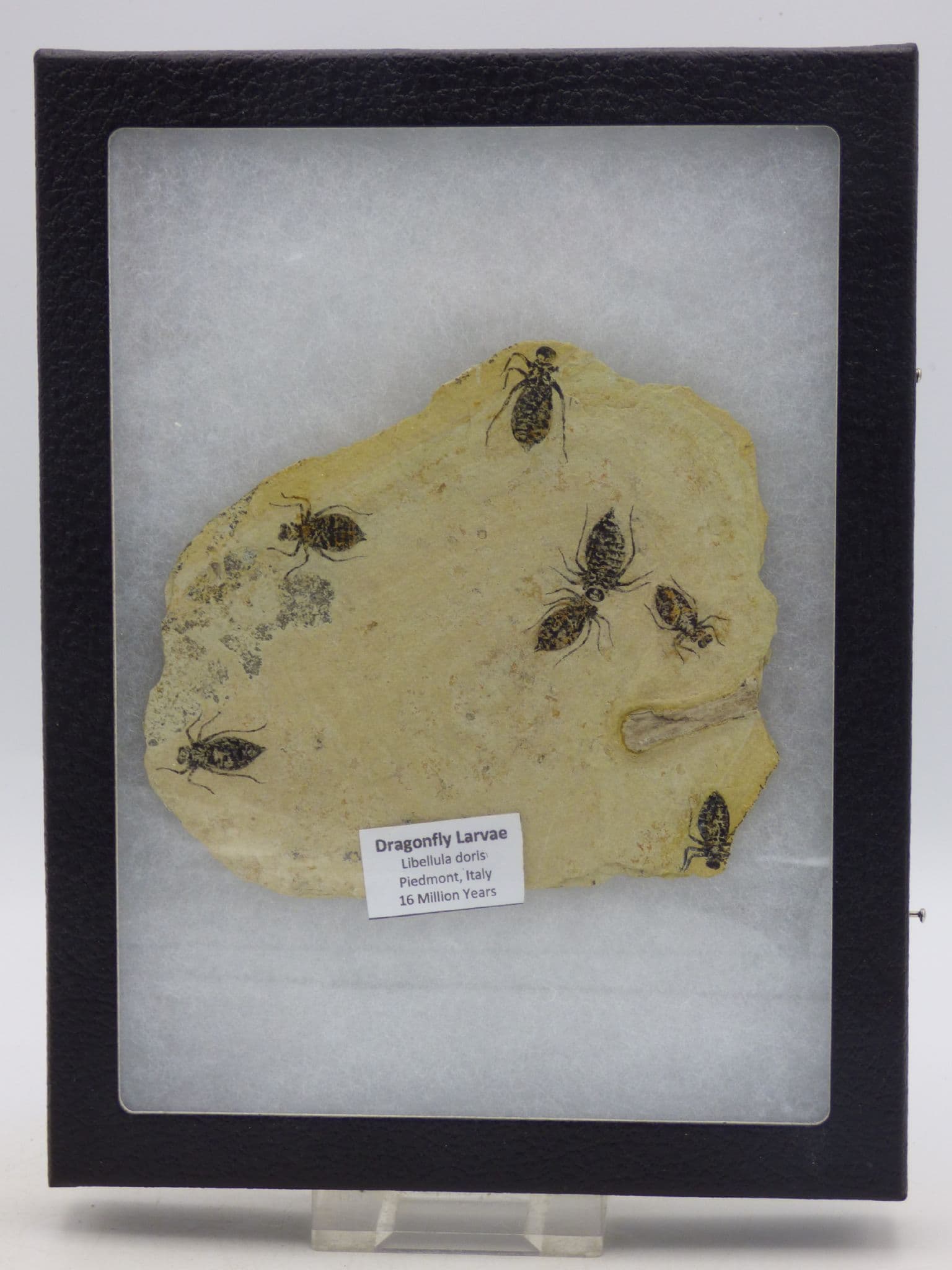 Seven Fossil Dragonfly Larvae Tuscany in Glass Fronted Deep Frame