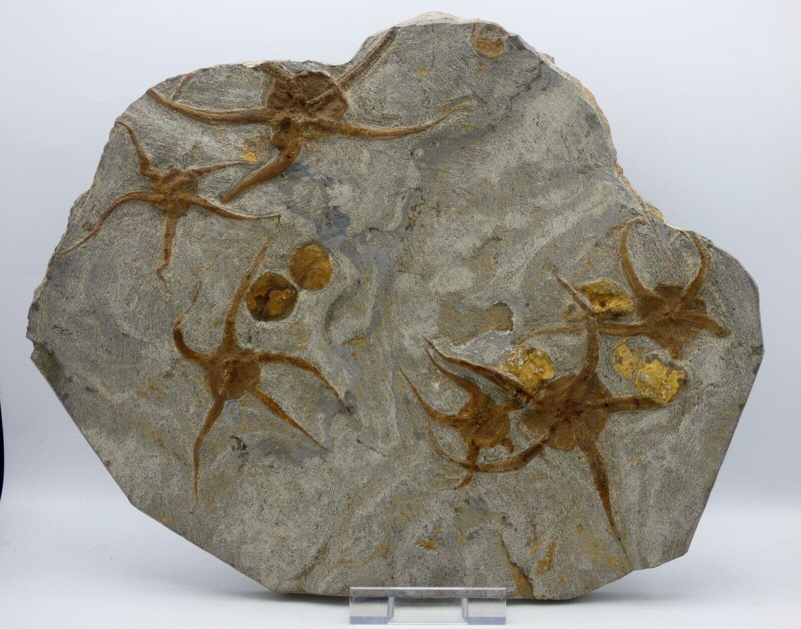 Shoal of Six Fossil Starfish Ophioroideia Ordovician 36 x 29 cm  + Stand