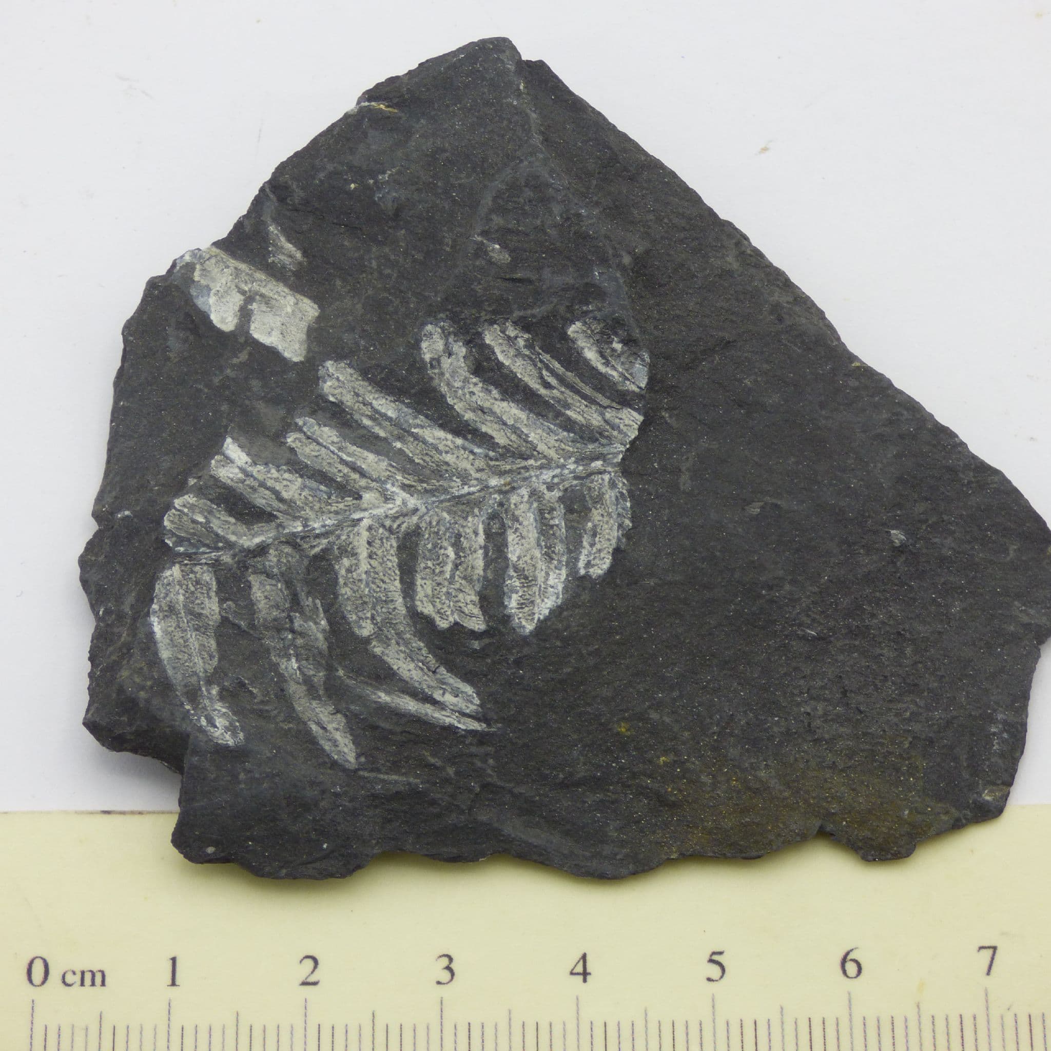 Small Finely Detailed   Fossil Fern St Clare, Pennsylvania, USA with display stand