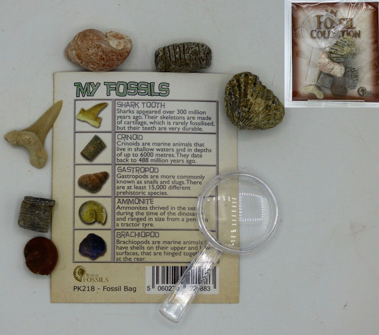 Small Junior Fossil Pack Educational Gift Idea - Fossils x 5 +  Magnifier