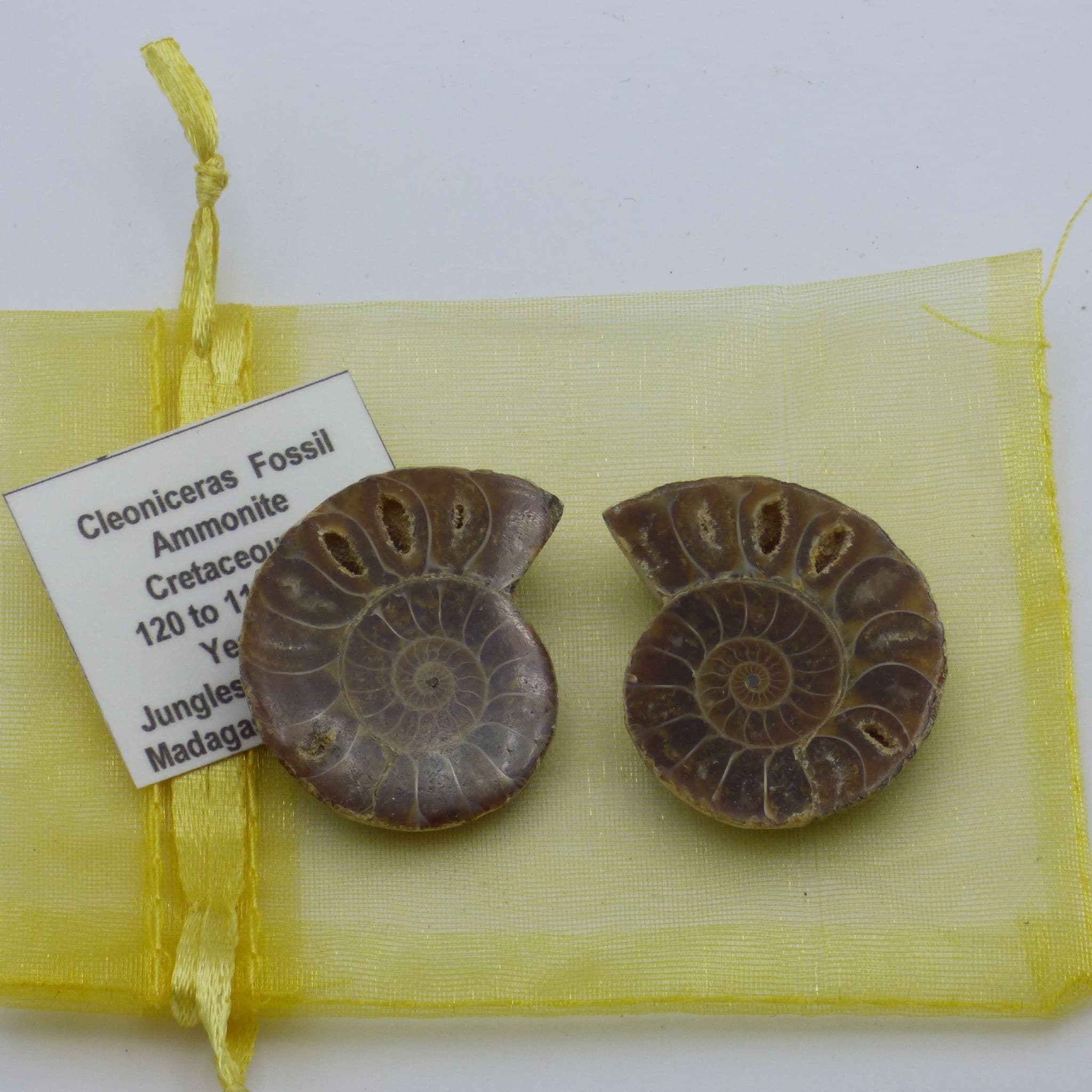 Small  Pair of Fossil Cleoniceras Ammonite Halves in Gift Bag