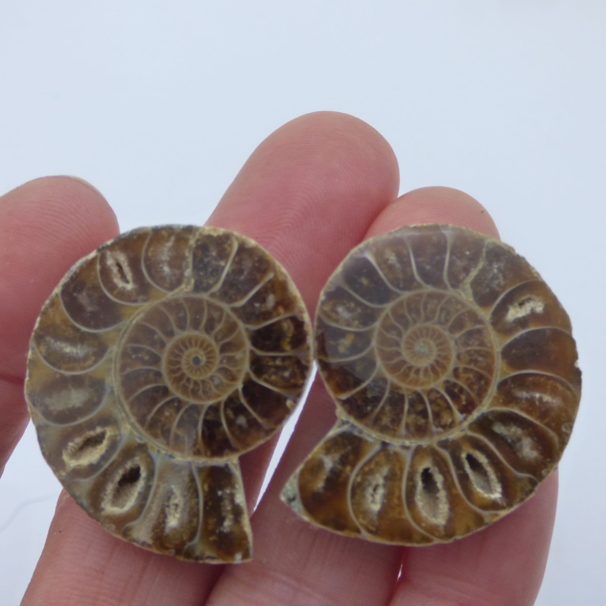 Small  Pair of Fossil Cleoniceras Ammonite Halves in Gift Bag