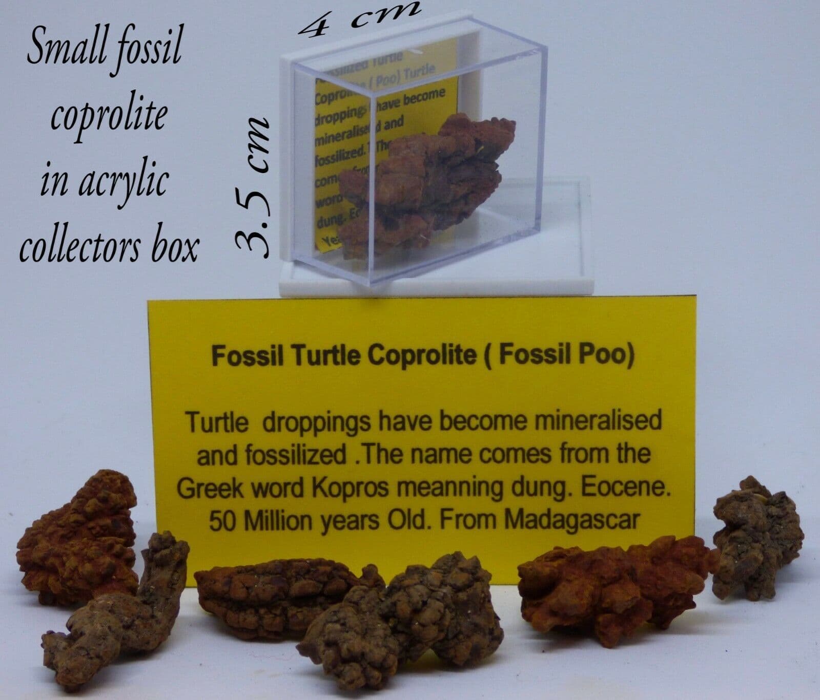 Small Prehistoric Fossil Coprolite ( Poo) Marine Turtle 50 MYO  Collectors Box