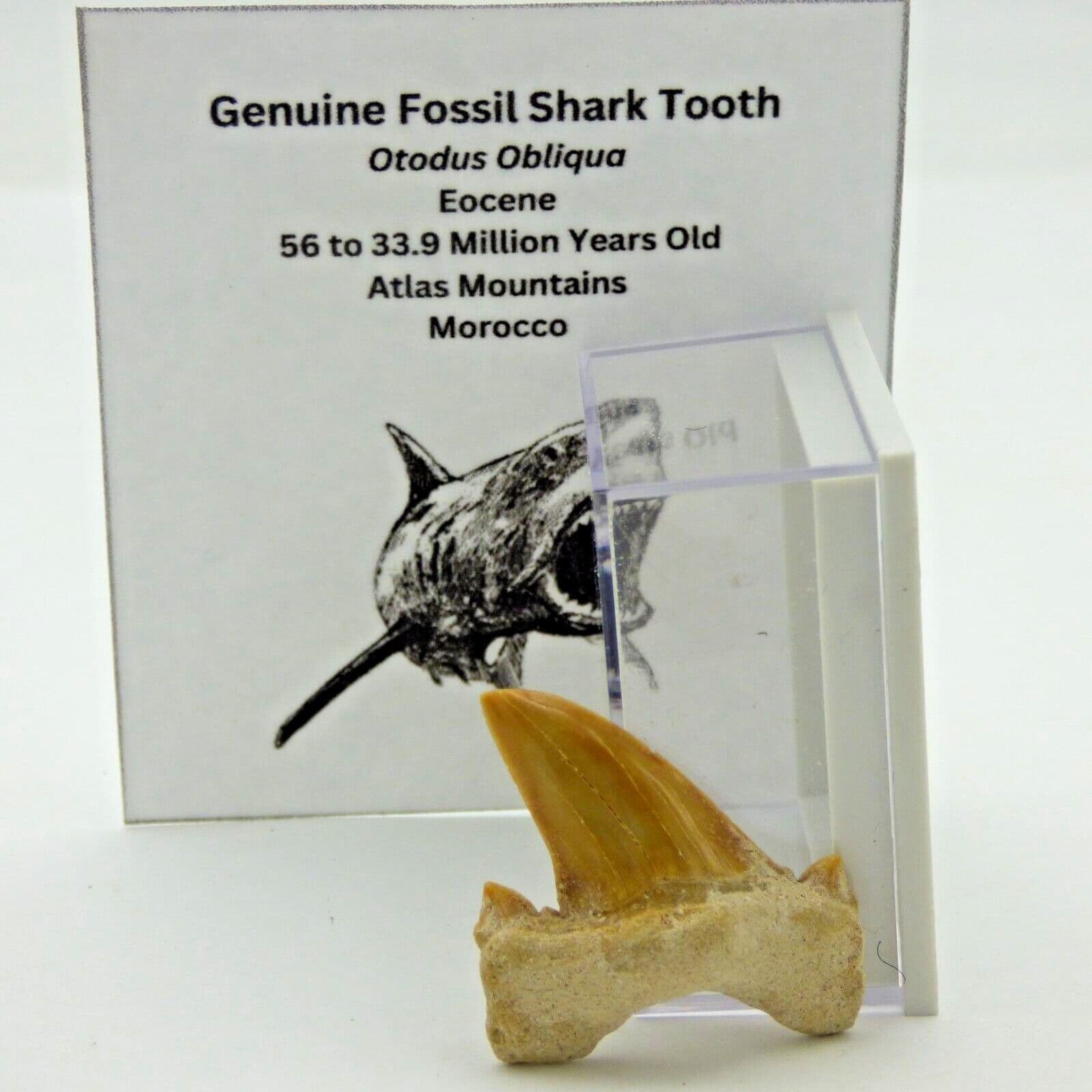 Small Prehistoric Predatory Fossil Shark Tooth 25 to 28 mm Collectors Box + Card