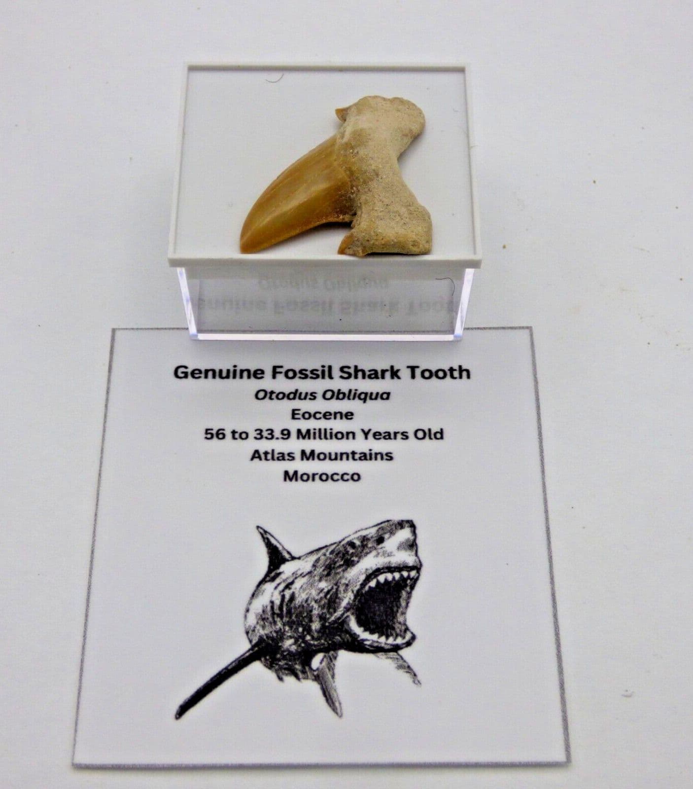 Small Prehistoric Predatory Fossil Shark Tooth 25 to 28 mm Collectors Box + Card