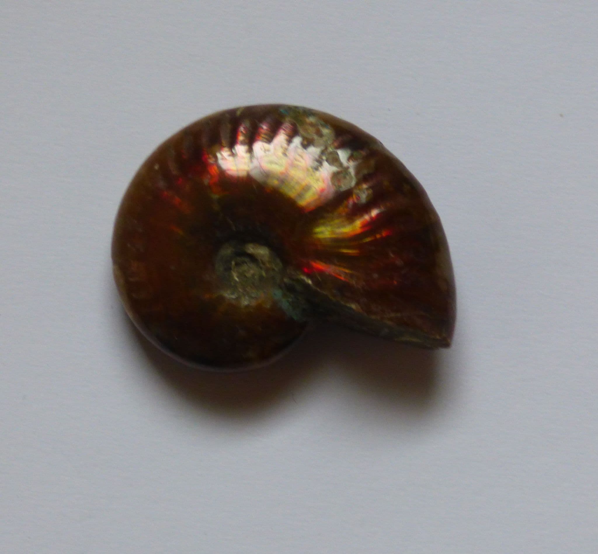 Small Whole Polished Cleoniceras Ammonite Fire Red Iridescent Fossil 2.8  cm