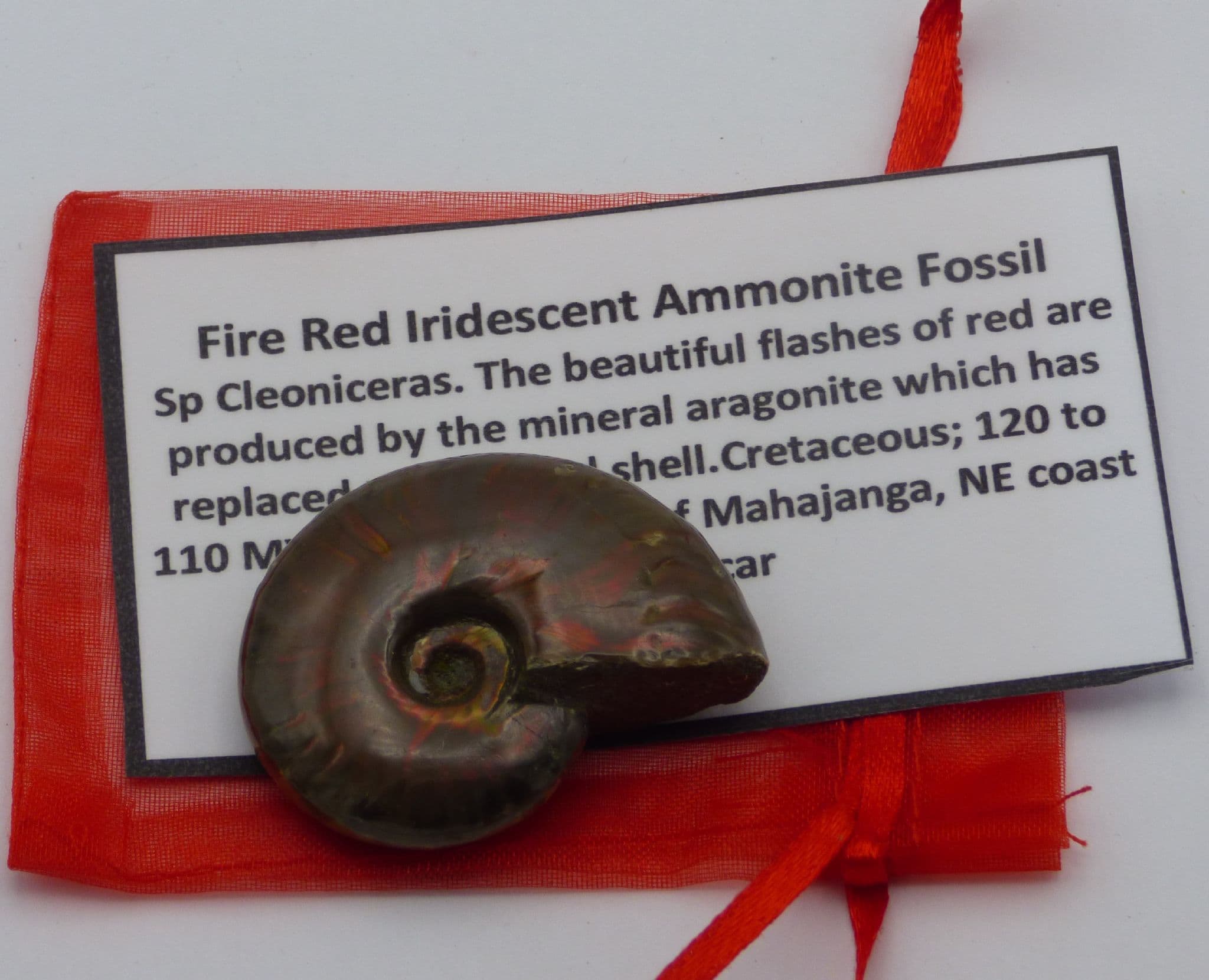 Small Whole Polished Cleoniceras Ammonite Fire Red Iridescent Fossil 4.2 cm