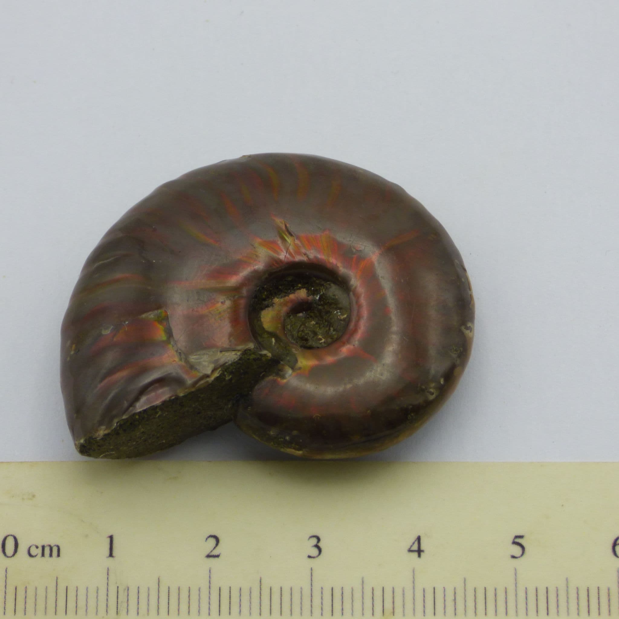 Small Whole Polished Cleoniceras Ammonite Fire Red Iridescent Fossil 4.2 cm