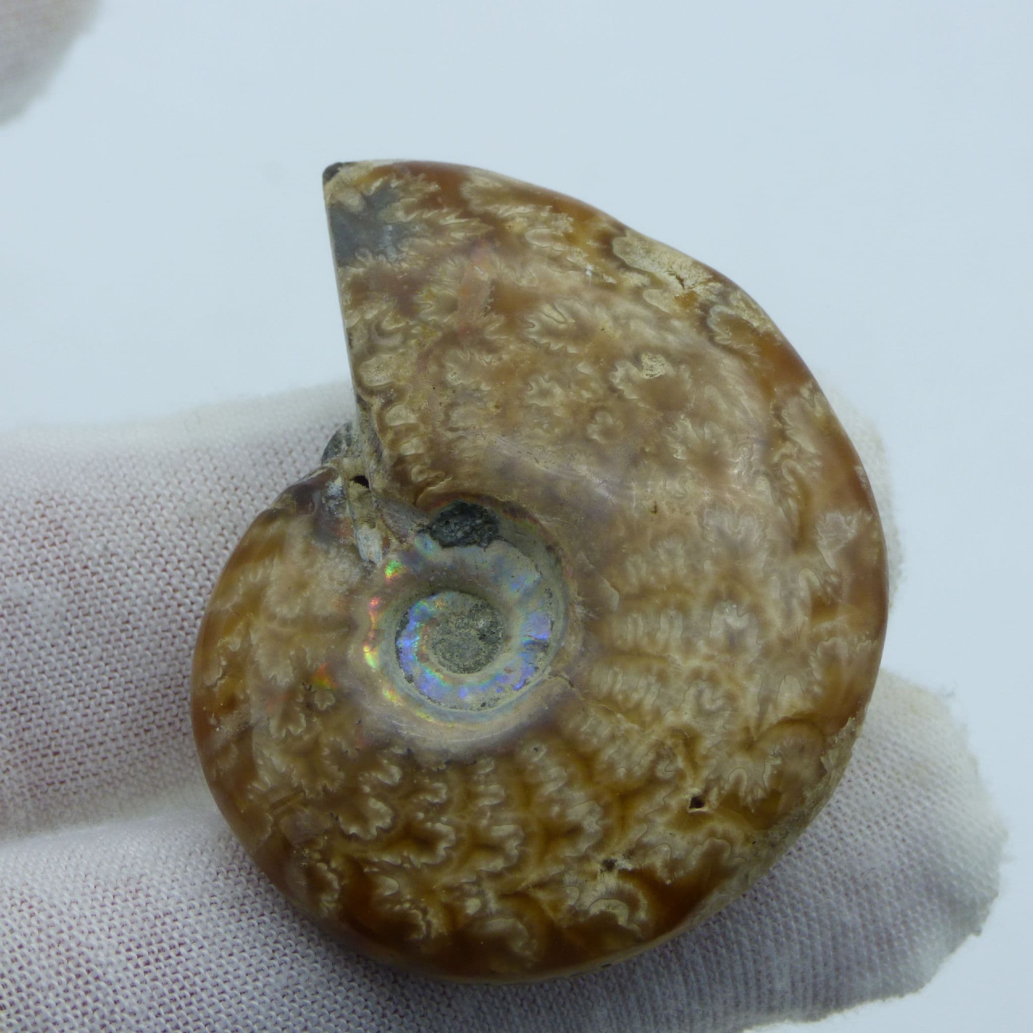 Small Whole Polished Cleoniceras Ammonite from Madagascar