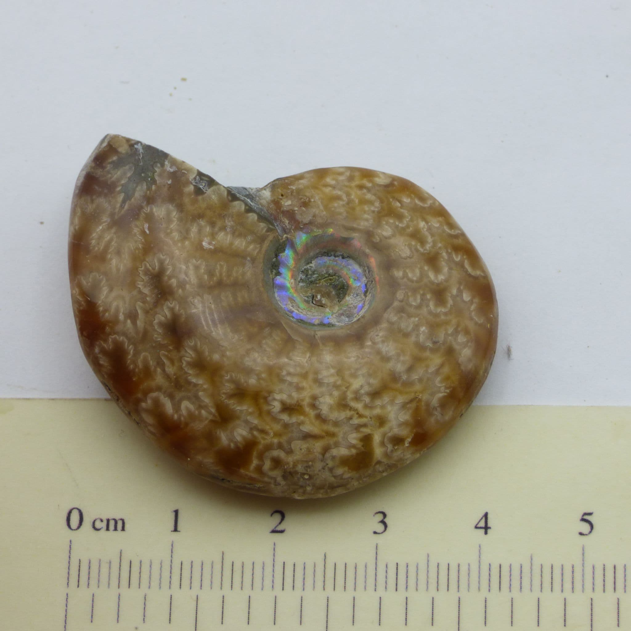 Small Whole Polished Cleoniceras Ammonite from Madagascar