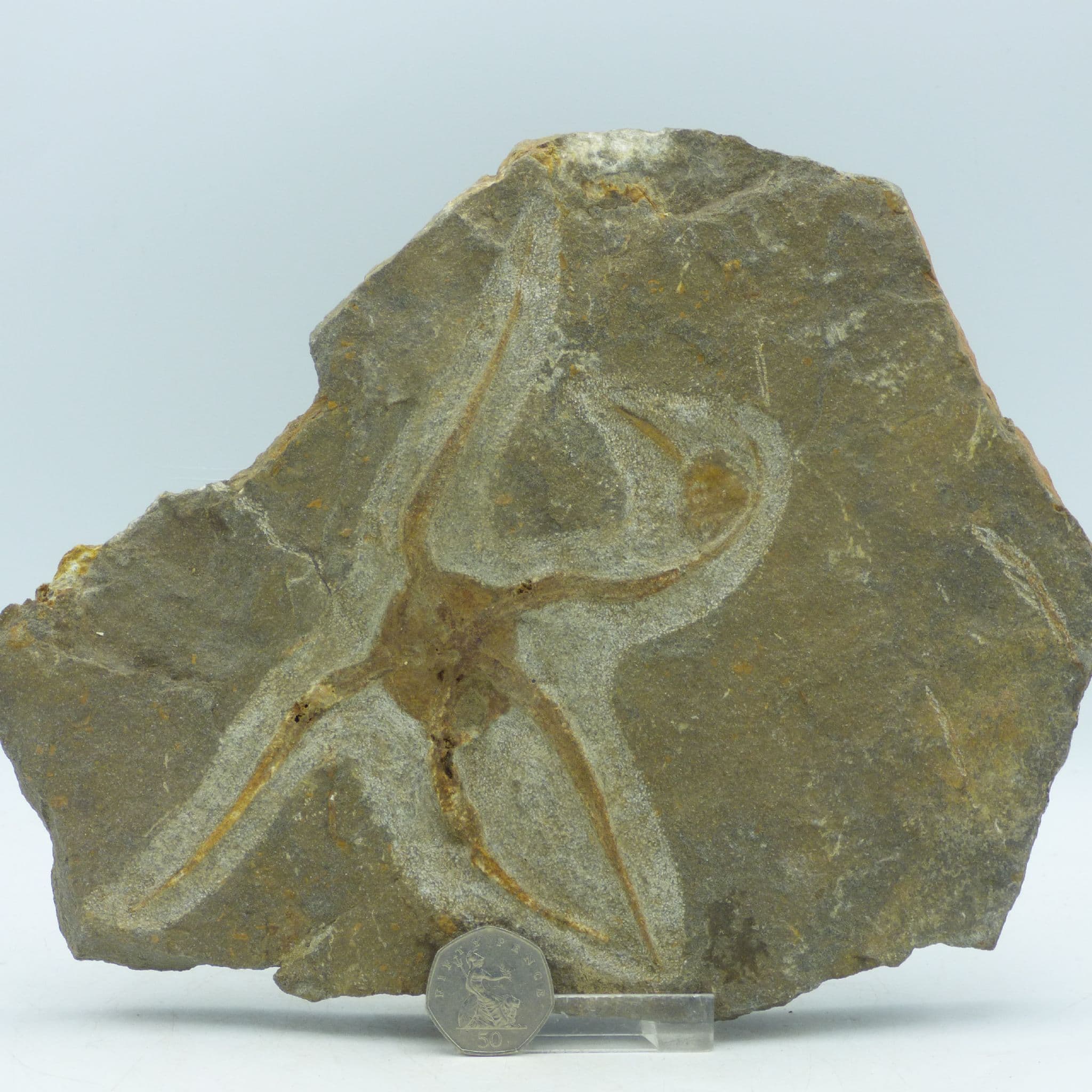 Starfish Fossil ( Brittle) Ophioroideia 24 x 19 cm  cm Ordovician 470 to 458 MYO + Stand