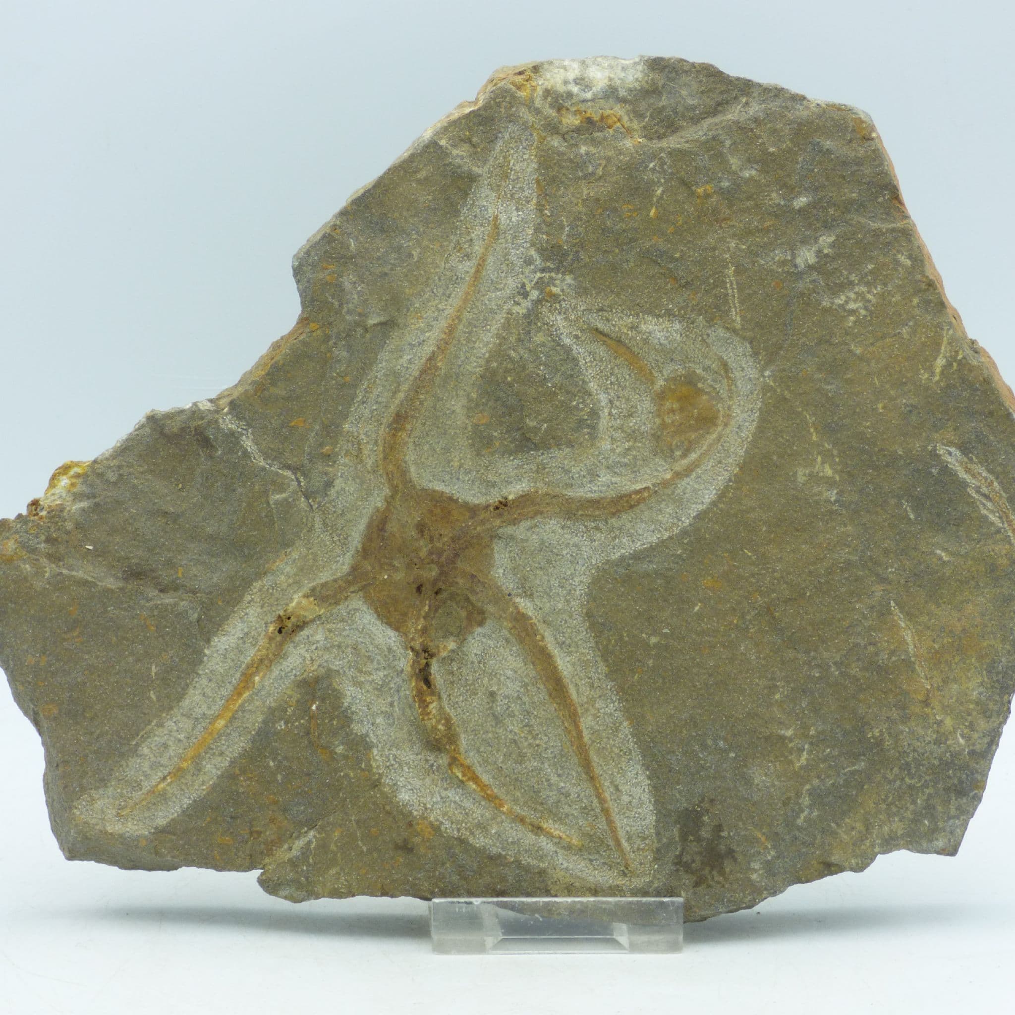 Starfish Fossil ( Brittle) Ophioroideia 24 x 19 cm  cm Ordovician 470 to 458 MYO + Stand