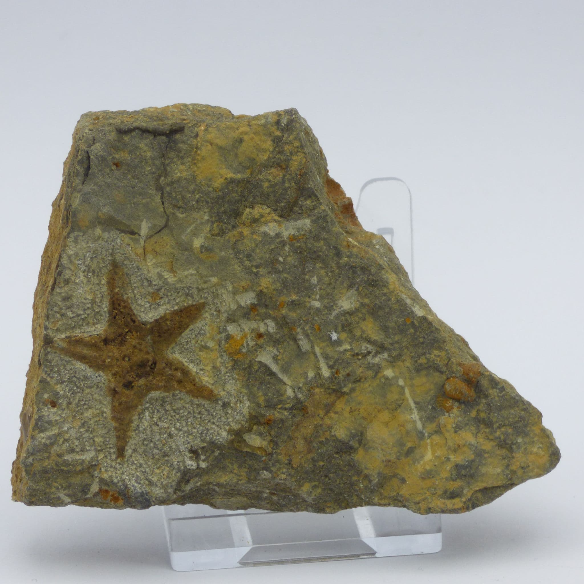 Starfish Fossil from Morocco