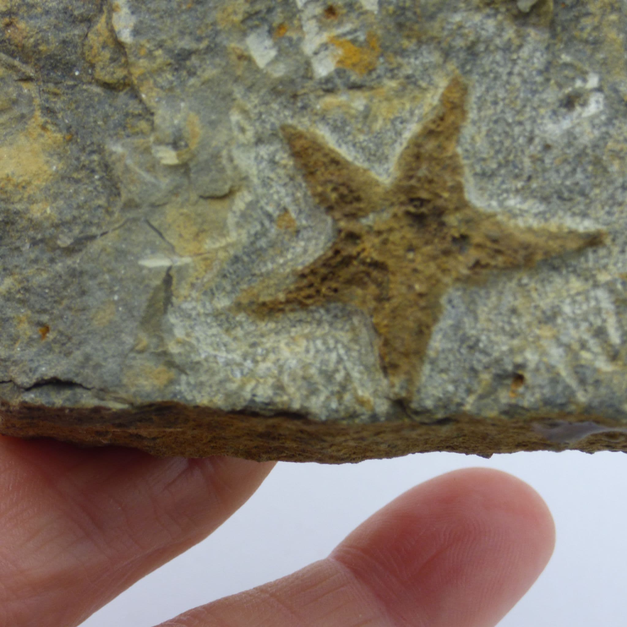 Starfish Fossil from Morocco