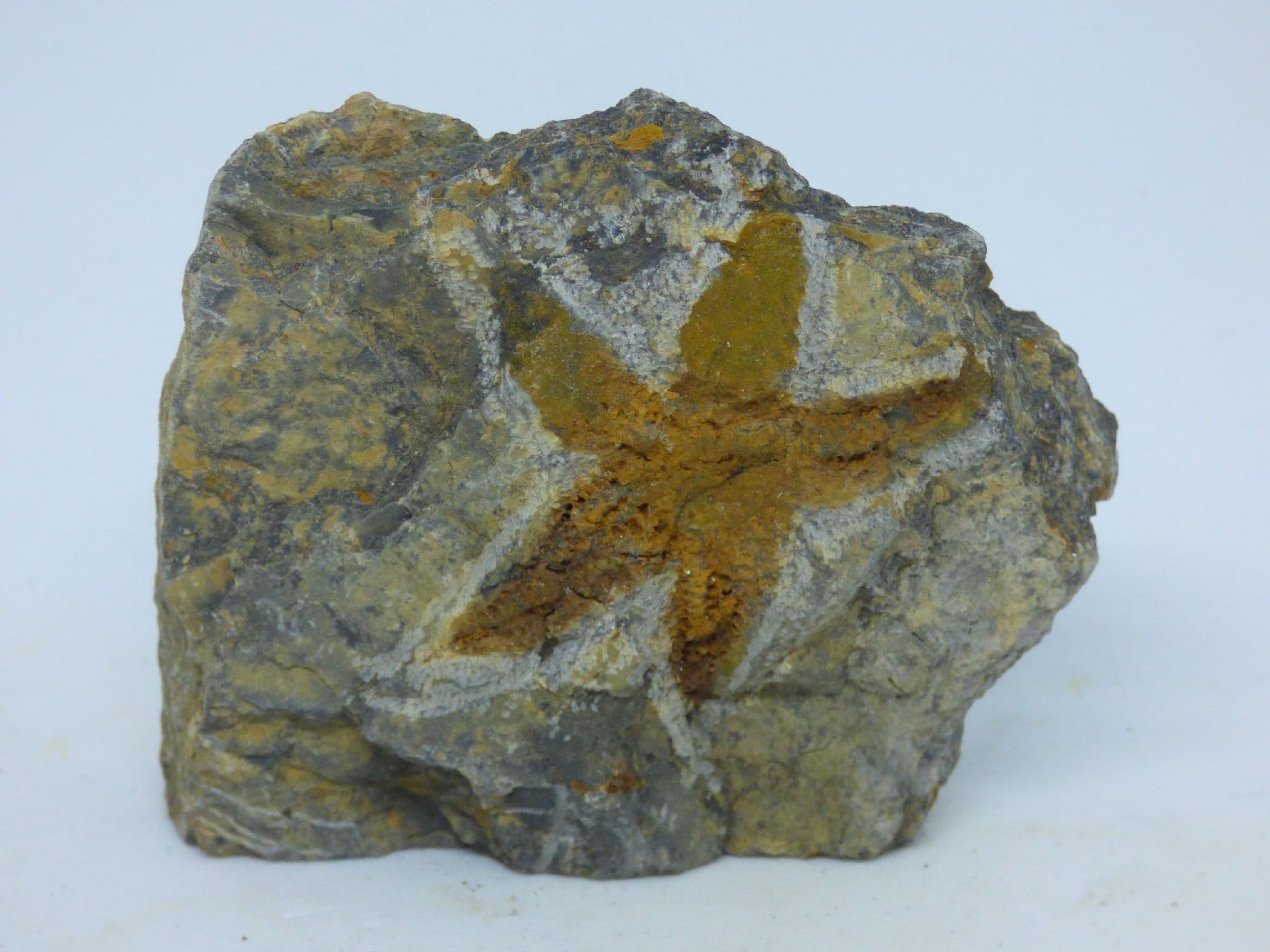 Starfish Fossil from Moroccos