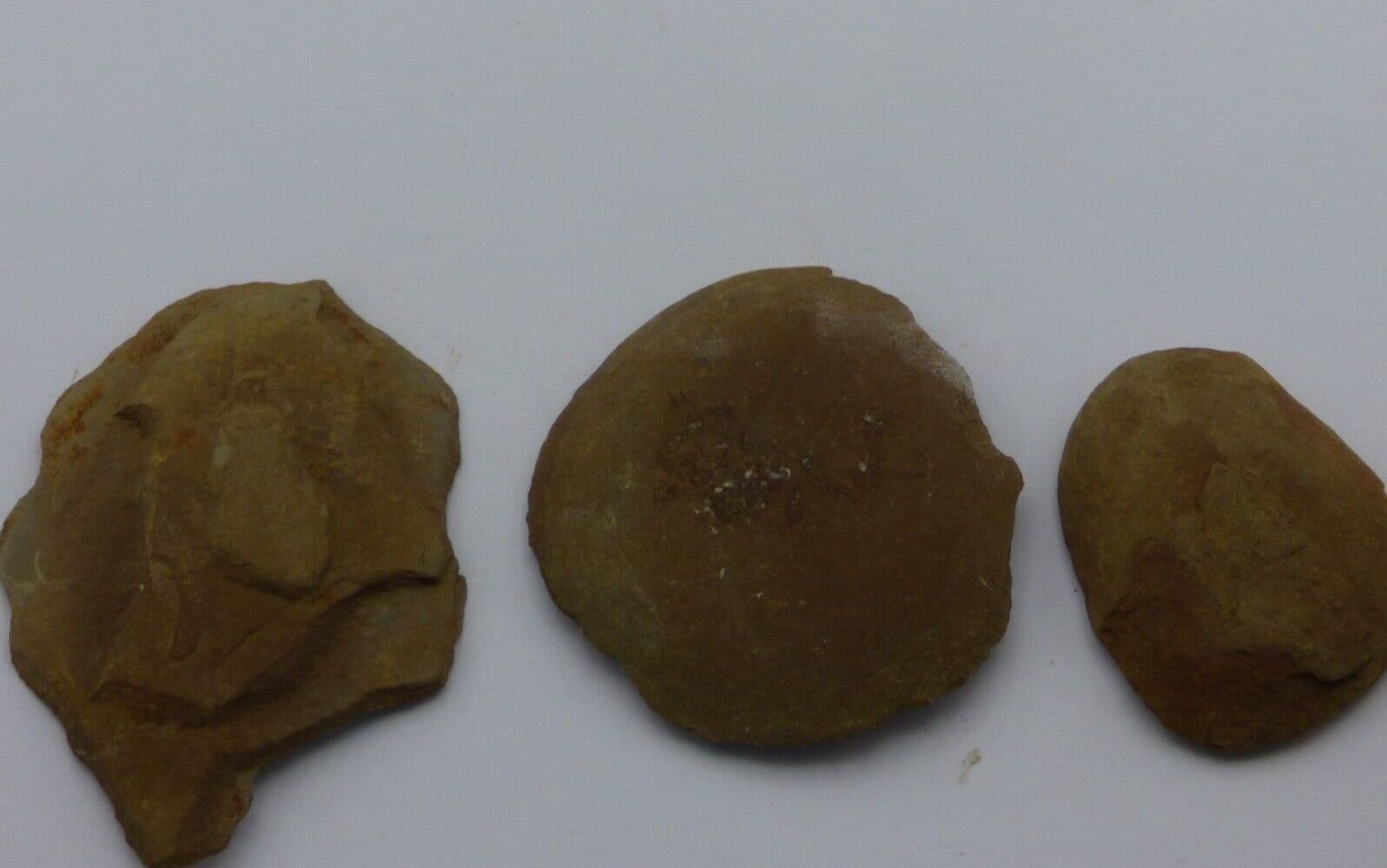 Three Fossil Fern Carboniferous Pos/Neg Nodules Plant Mazon Creek  USA