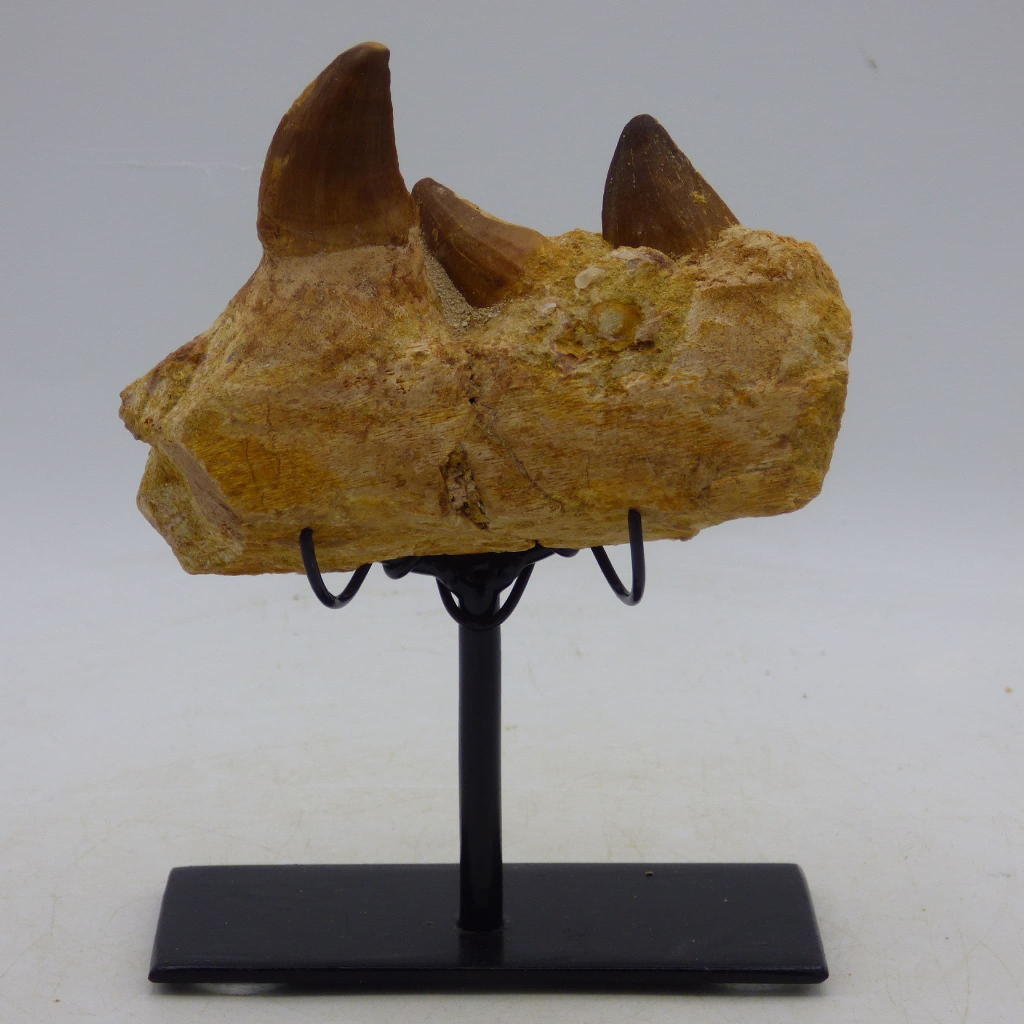 Three  Fossil Mosasaur Teeth in Jaw Section with Hand Crafted Steel Display Stand