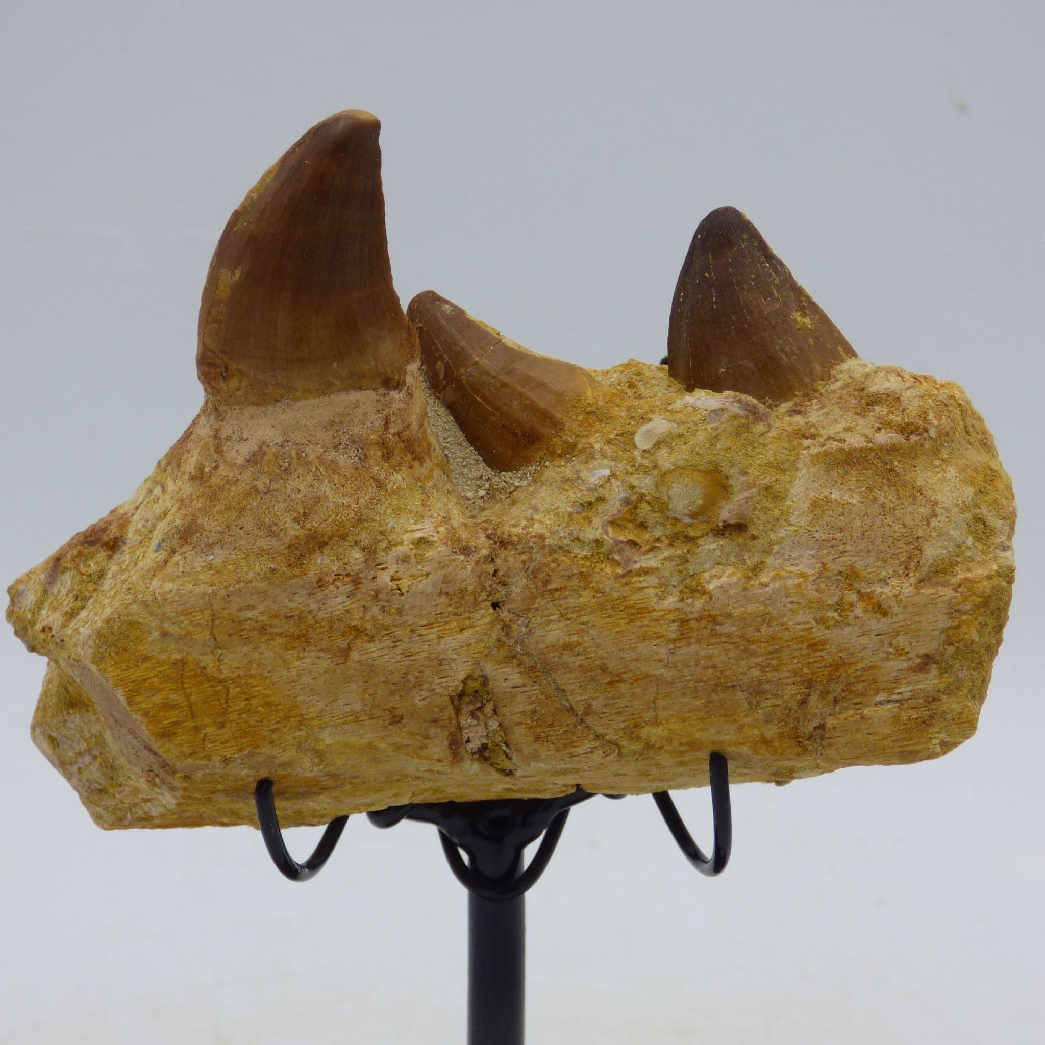 Three  Fossil Mosasaur Teeth in Jaw Section with Hand Crafted Steel Display Stand