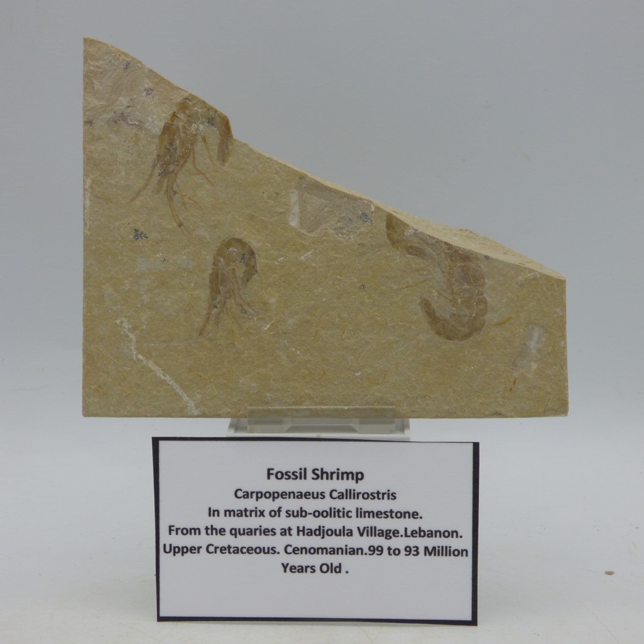 Three Fossil Shrimps Carpopenaeus Callirostris.       with display stand