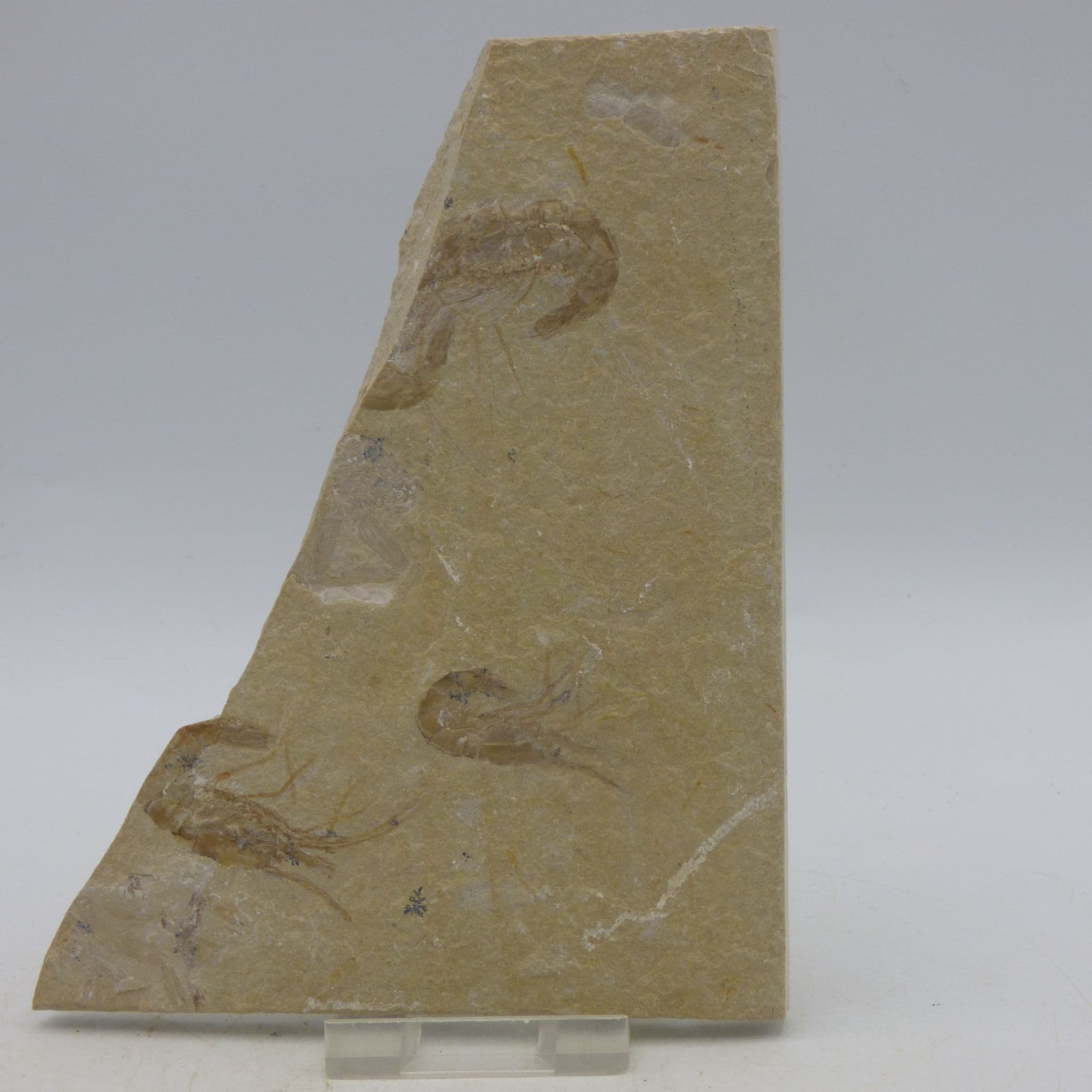 Three Fossil Shrimps Carpopenaeus Callirostris.       with display stand