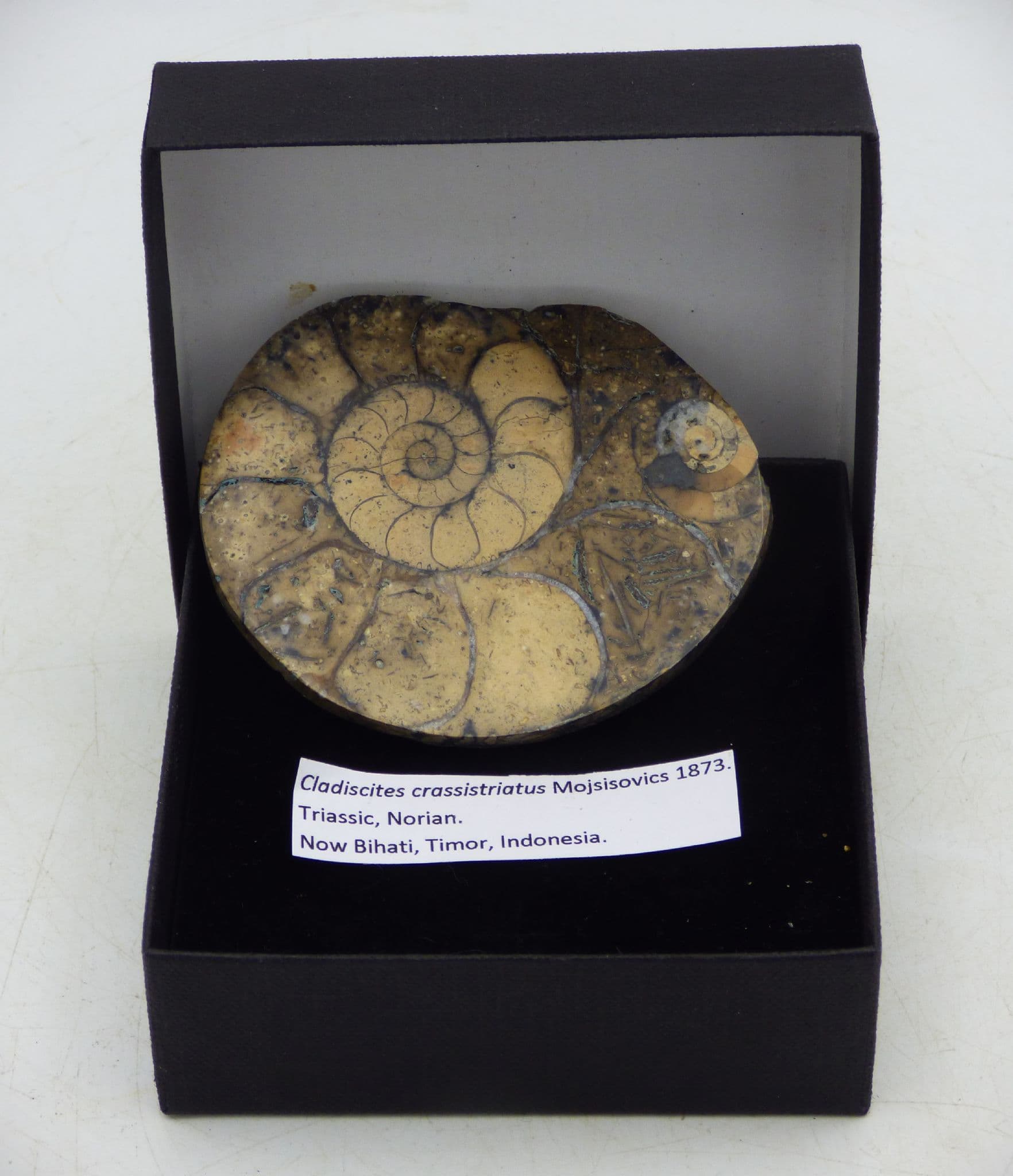 Triassic Ammonite Cladiscites Crassistriatus Indonesia Gift Boxed