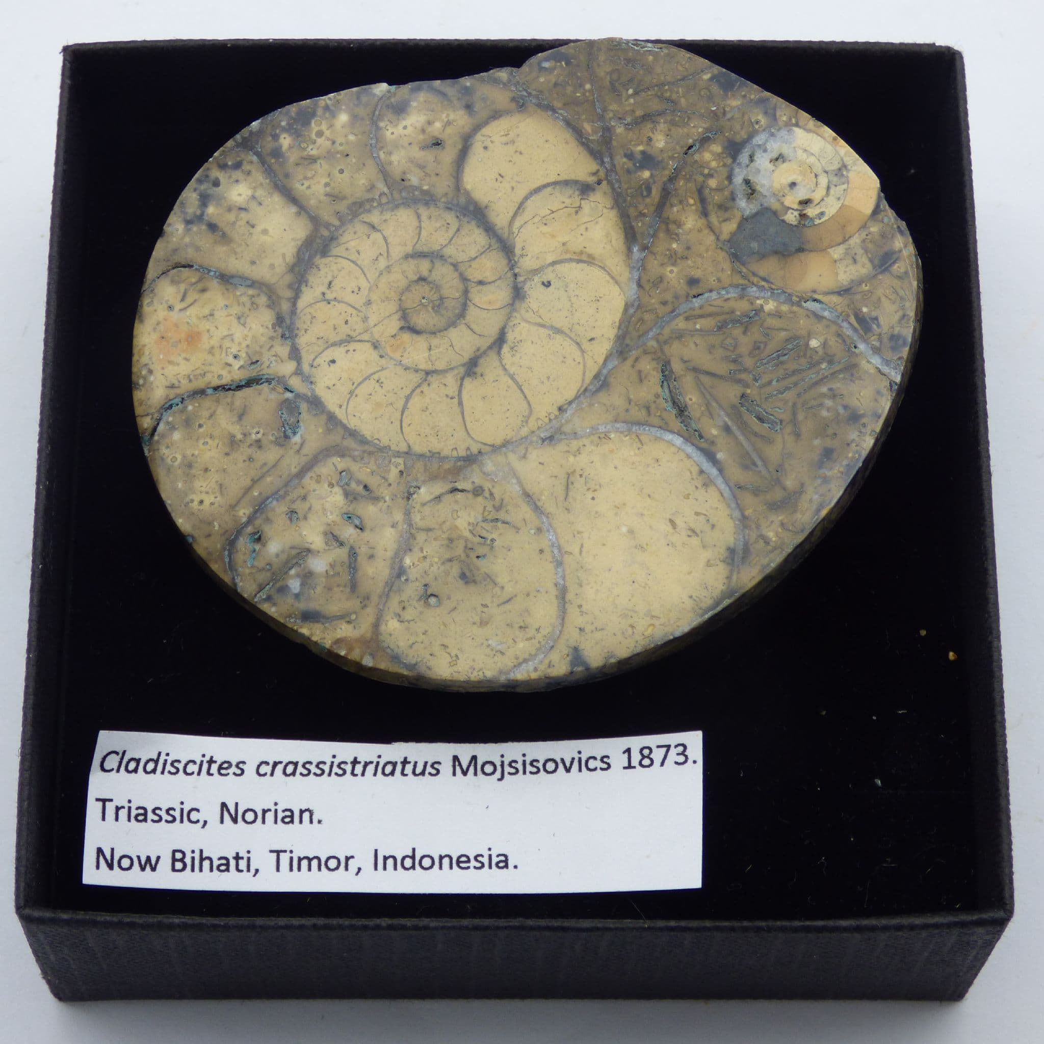 Triassic Ammonite Cladiscites Crassistriatus Indonesia Gift Boxed