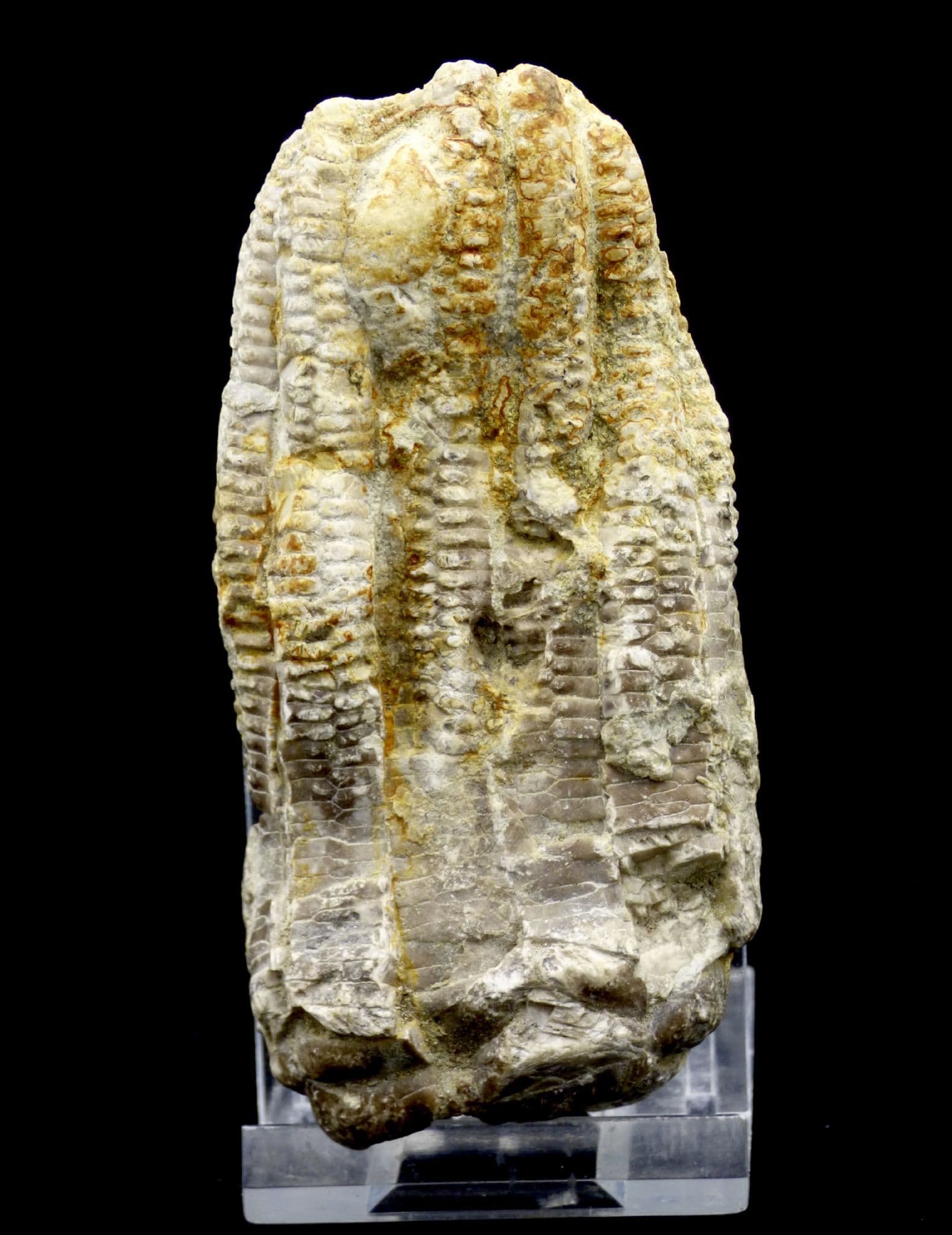 Triassic Crinoid Fossil ; Encrinus Lilliformis from Germany