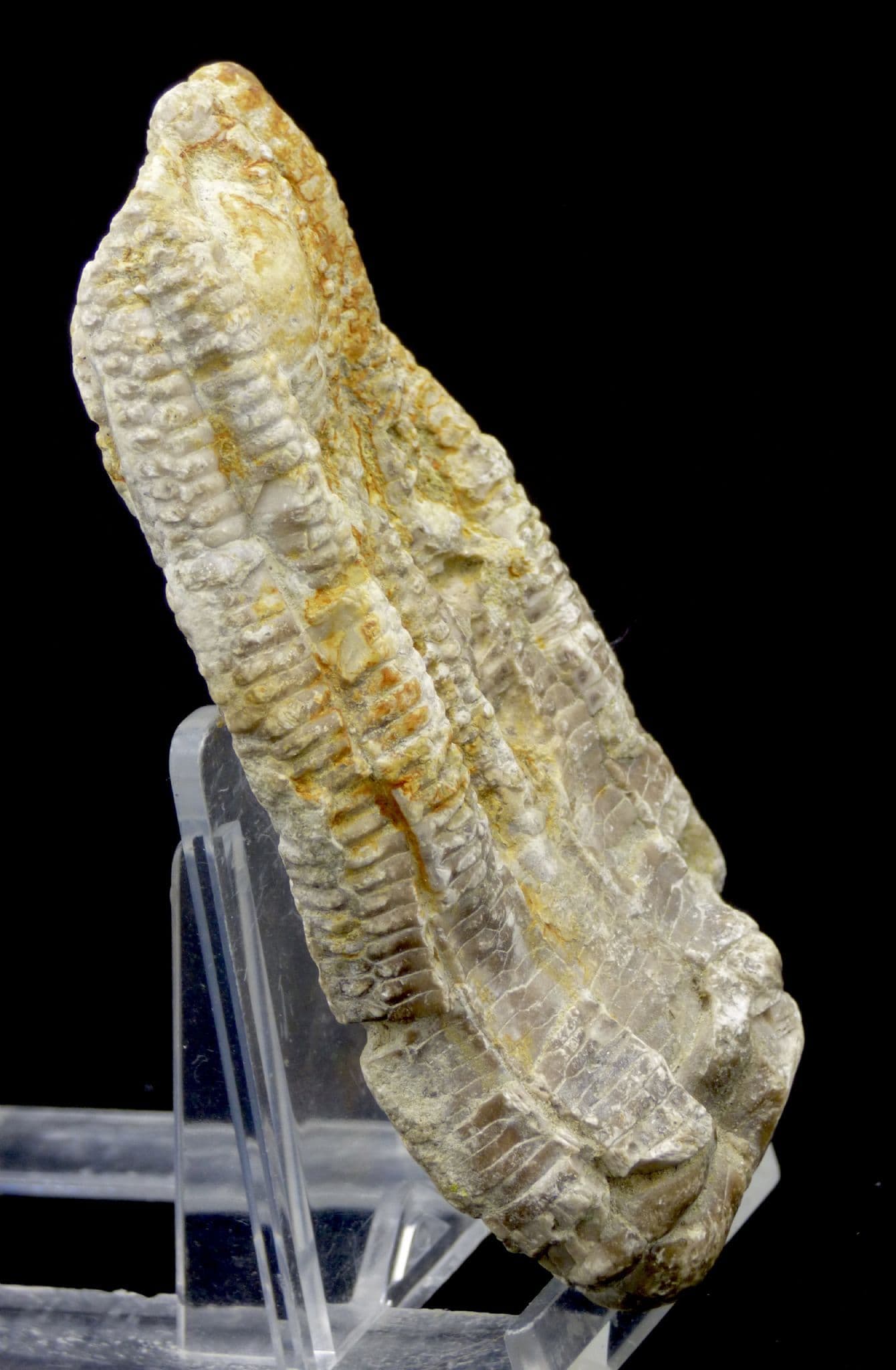 Triassic Crinoid Fossil ; Encrinus Lilliformis from Germany