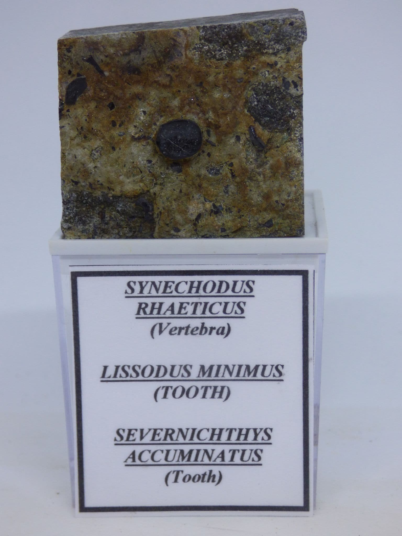 Triassic Hybodus Minor ( Shark Tooth ) + Coprolite (1)