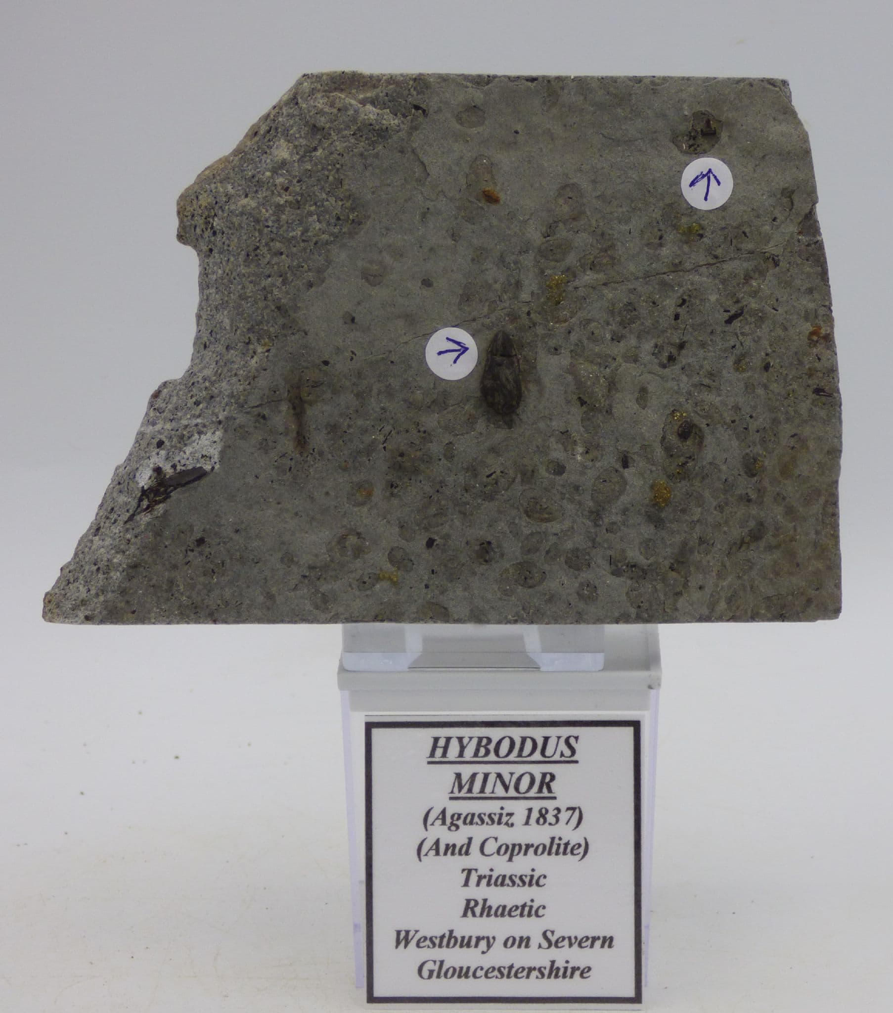 Triassic Hybodus Minor ( Shark Tooth ) + Coprolite