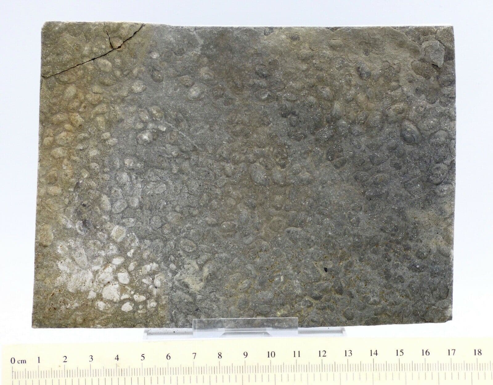 Triassic Rhaetic Burrowing Bivalve Trace Fossil Burrows ( Lockeia) + Stand