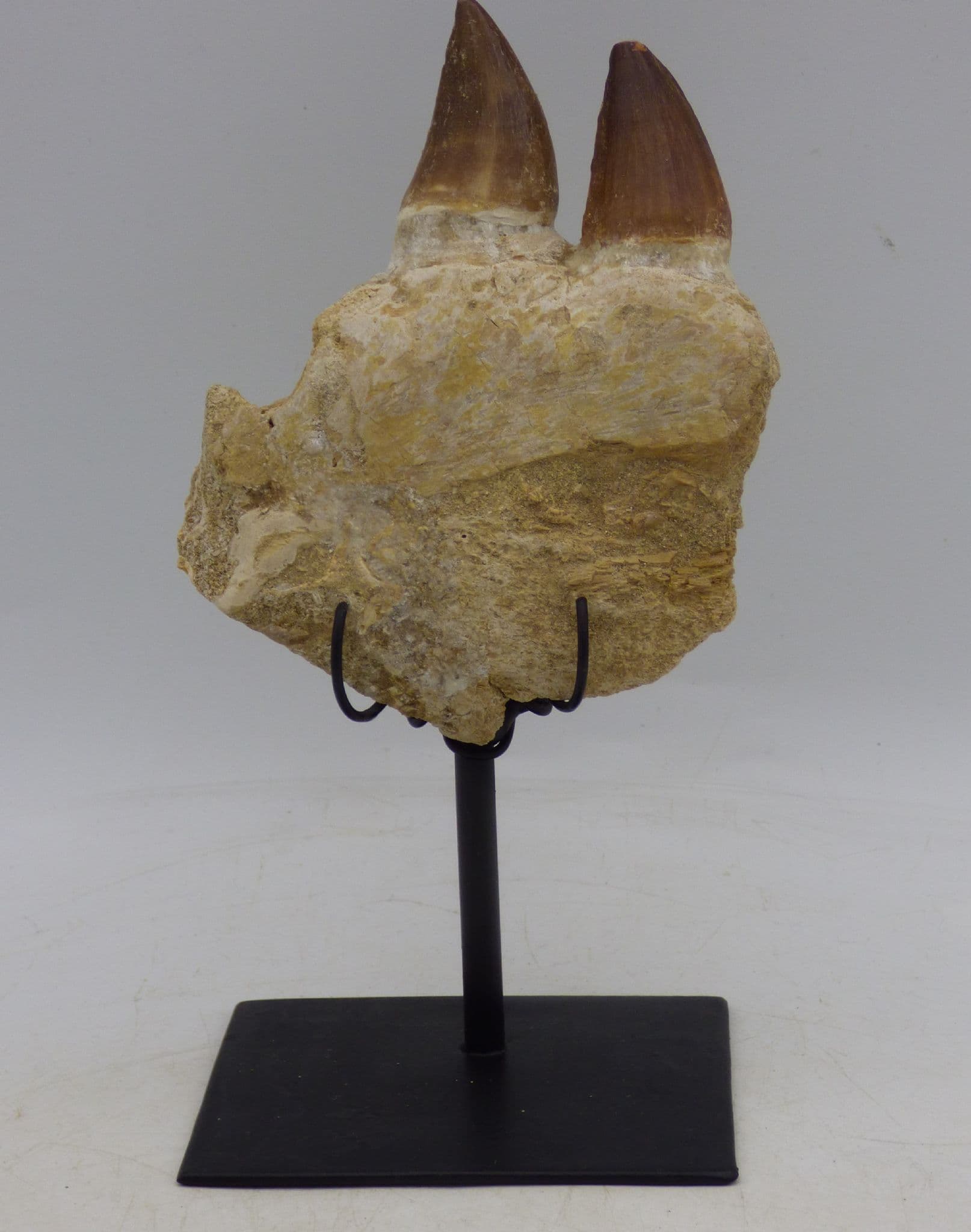 Two Fossil Mosasaur Teeth in Jaw Section with Hand Crafted Steel  Display Stand