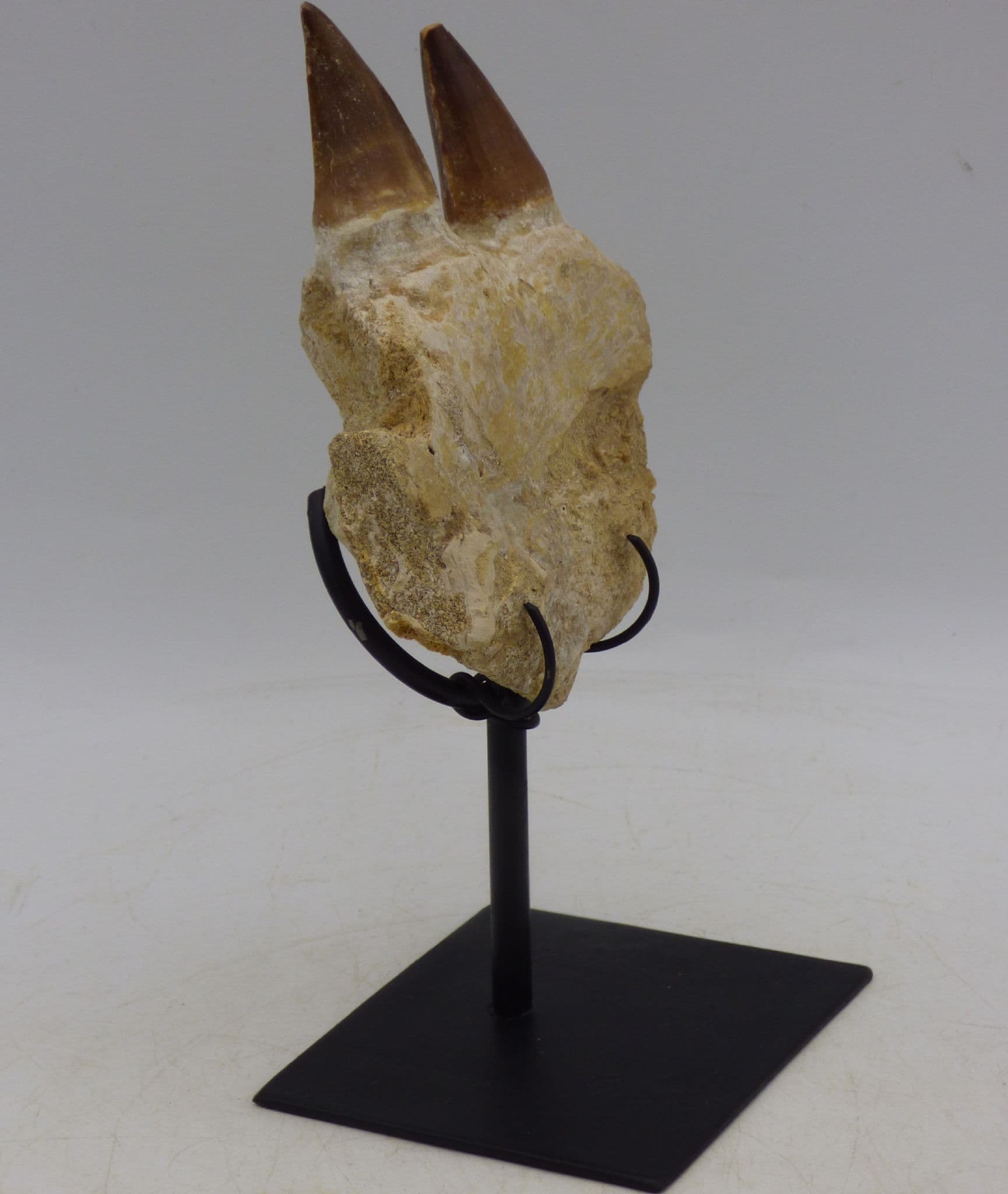 Two Fossil Mosasaur Teeth in Jaw Section with Hand Crafted Steel  Display Stand