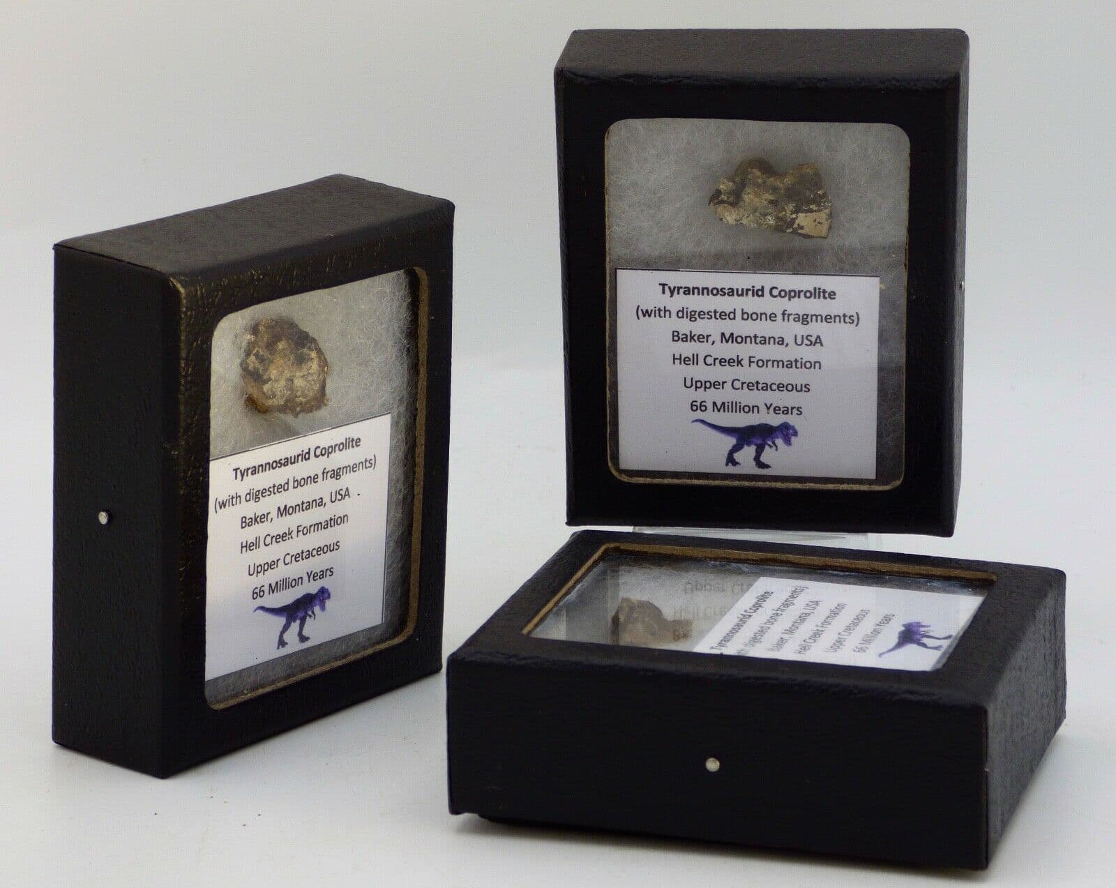 Tyrannosaurid Coprolite Fossil 66 MYO Cretaceous  Collectors Box x 1