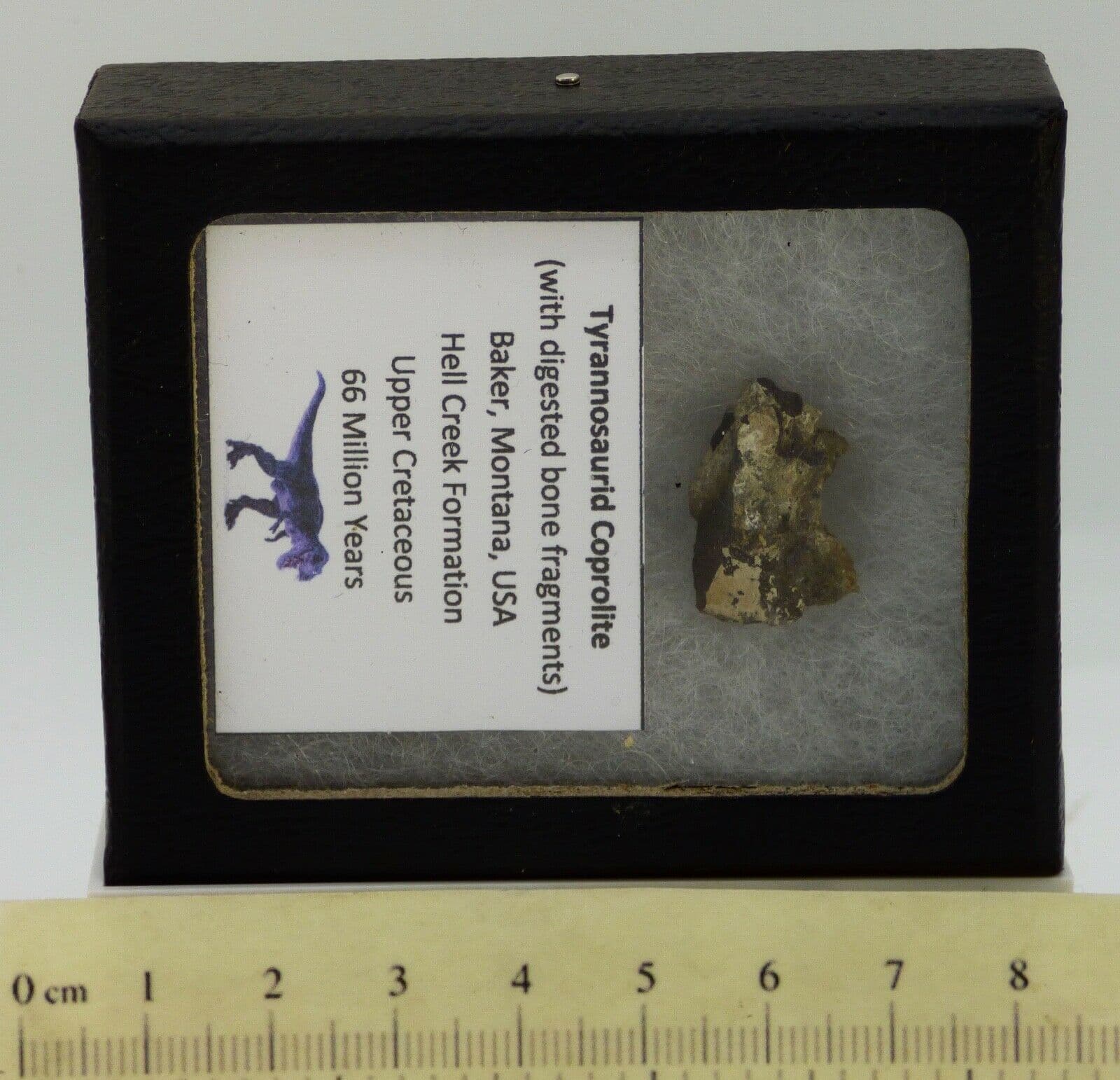 Tyrannosaurid Coprolite Fossil 66 MYO Cretaceous  Collectors Box x 1