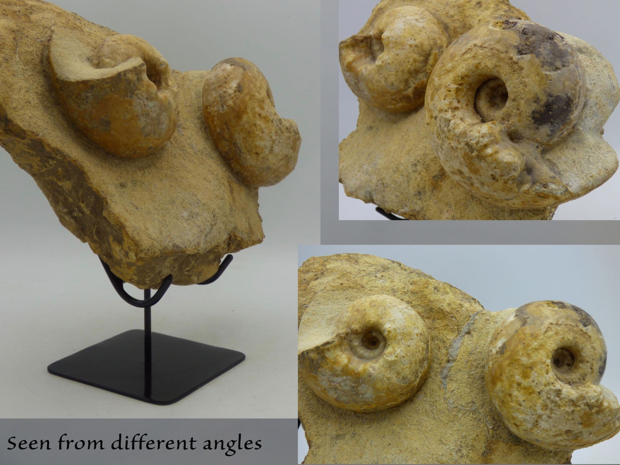 uge fossil Ammonite Pair; Paramammites Tuberculatus on Hand Crafted Steal Display Stand.