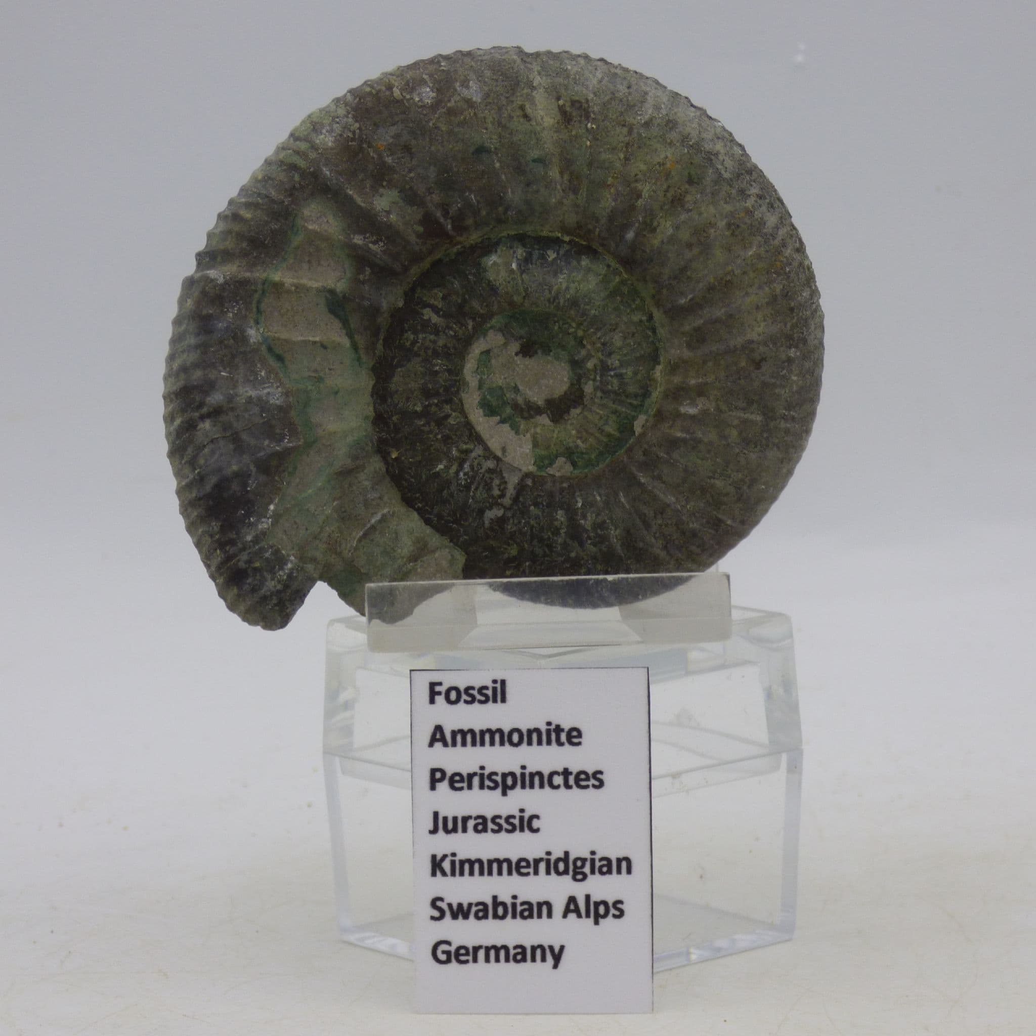 urassi Fossil Ammonite Perispinctes Swabian Alps Germany