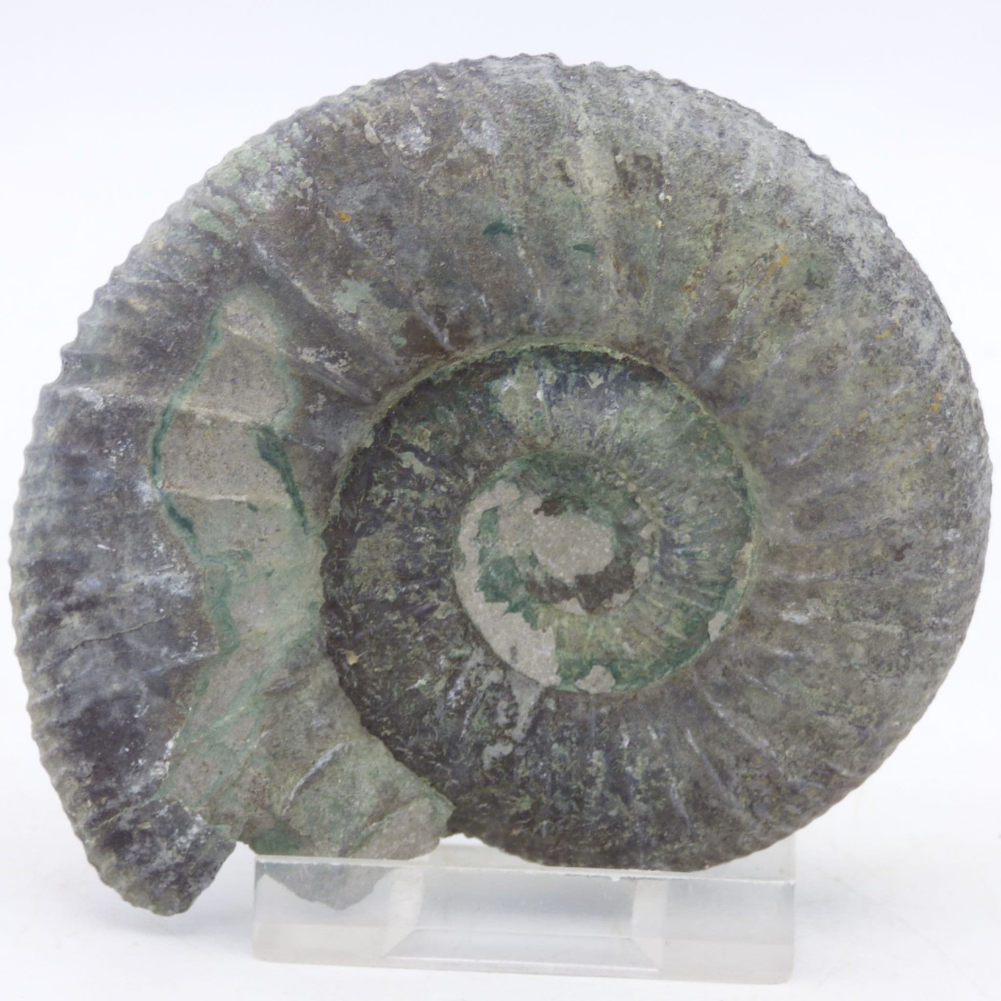 urassi Fossil Ammonite Perispinctes Swabian Alps Germany