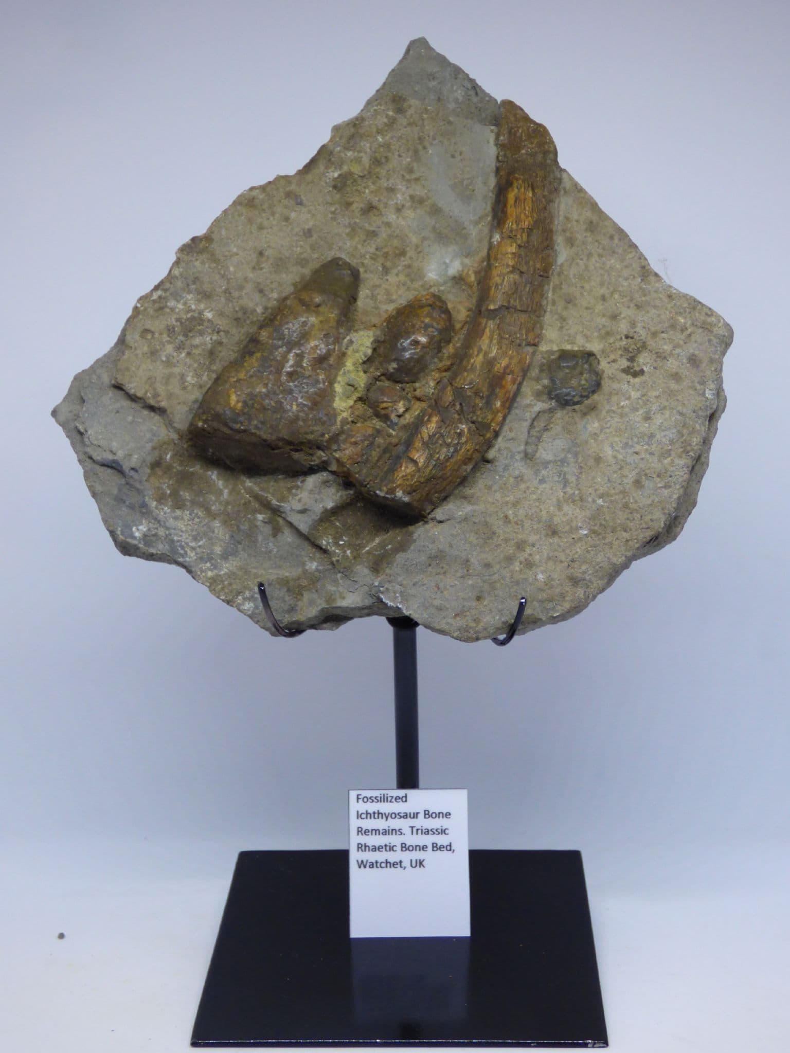 urassic Fossil Ichthyosaur Bones on Steel Hand Crafted  Display Stand