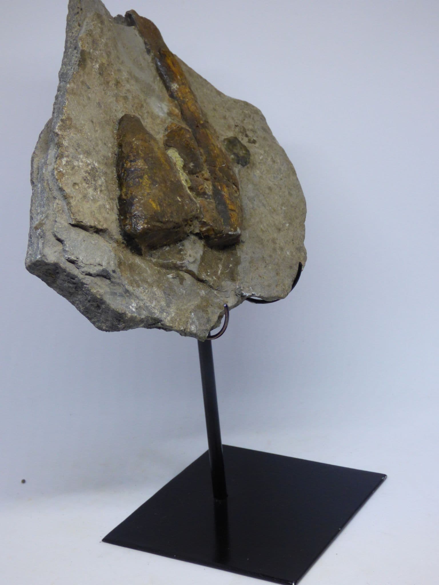 urassic Fossil Ichthyosaur Bones on Steel Hand Crafted  Display Stand