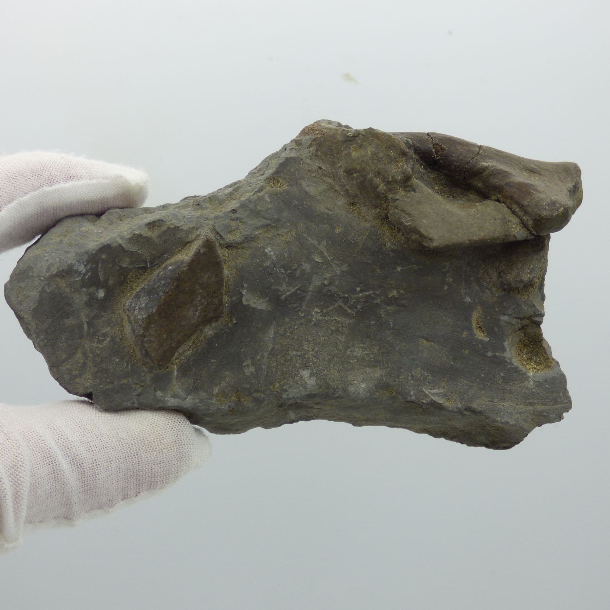 urassic Fossil  Ichthyosaur Vertebra Rugby Warwickshire UK