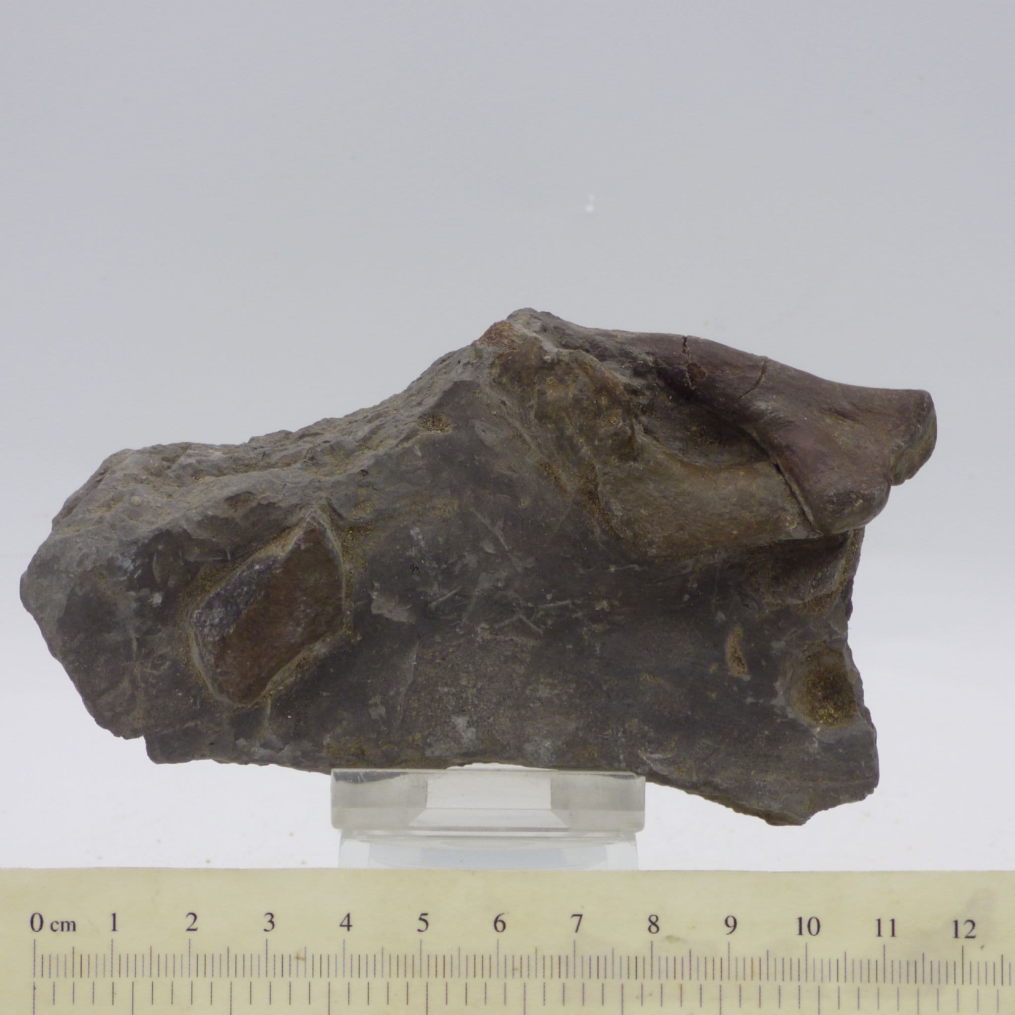 urassic Fossil  Ichthyosaur Vertebra Rugby Warwickshire UK