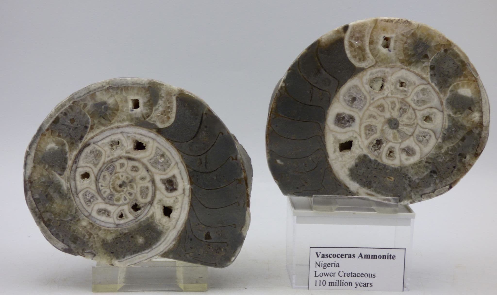 Vascoceras Ammonite from Nigeria Lower Cretaceous